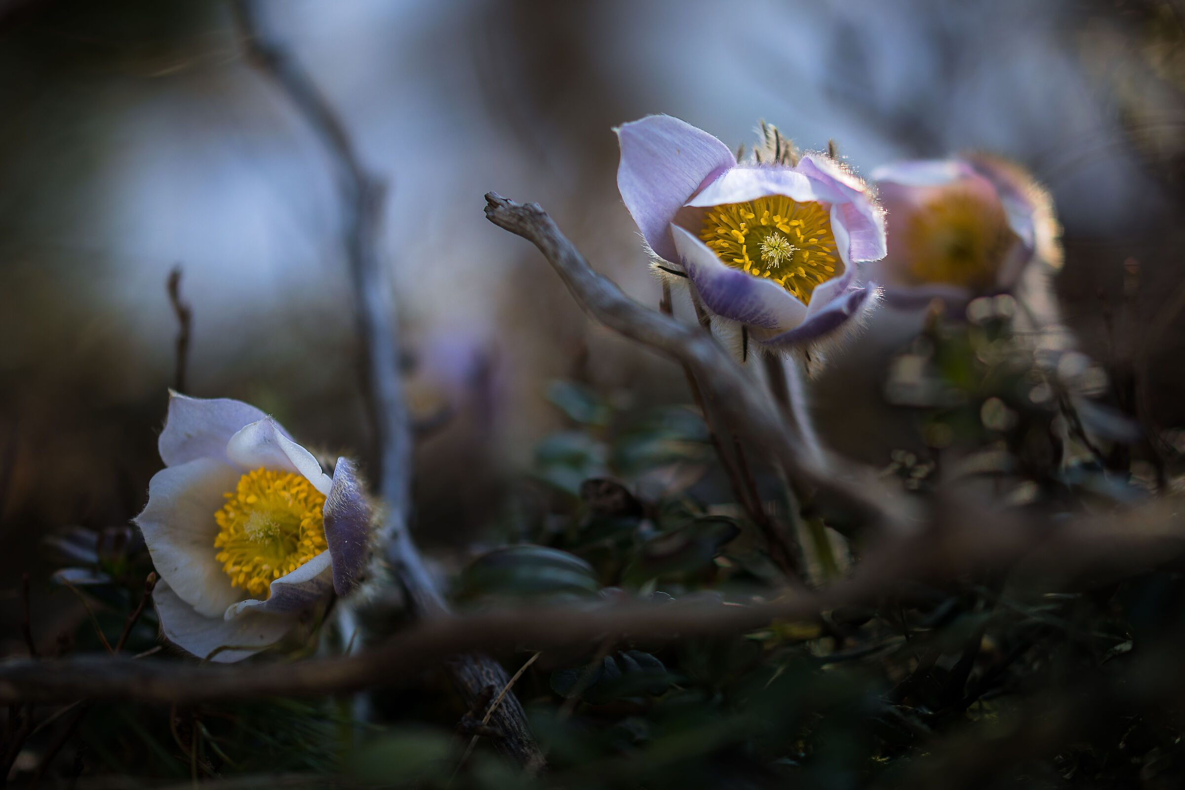 Il piacevole caos della natura
