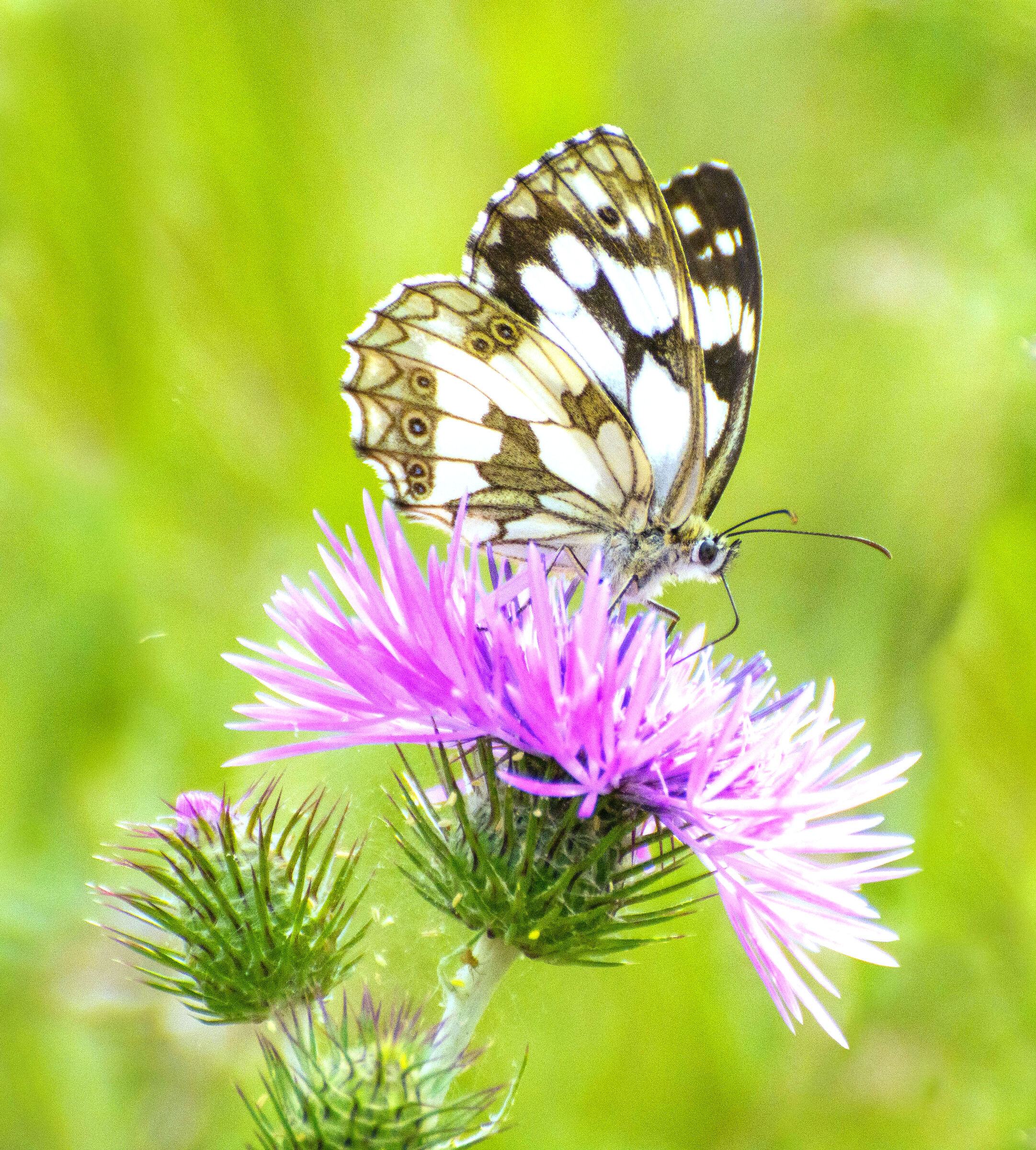 Melanargia galatthea