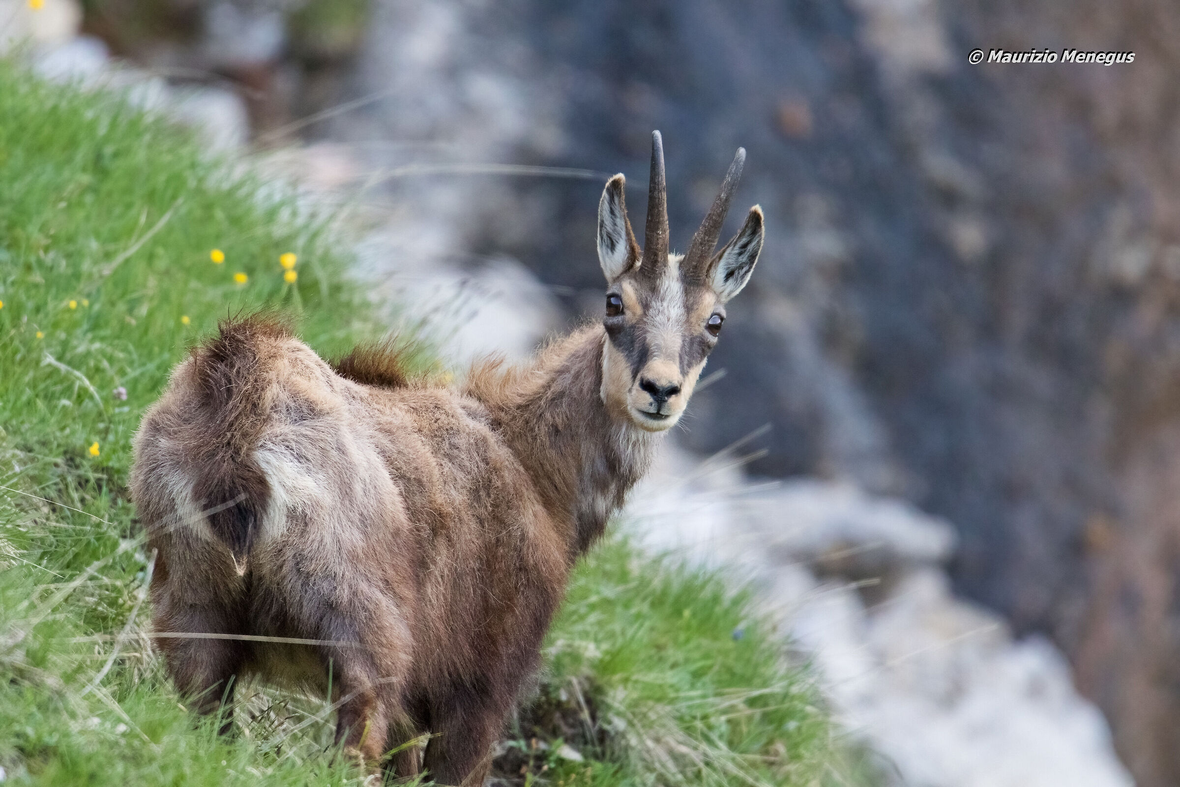 Incontro ravvicinato