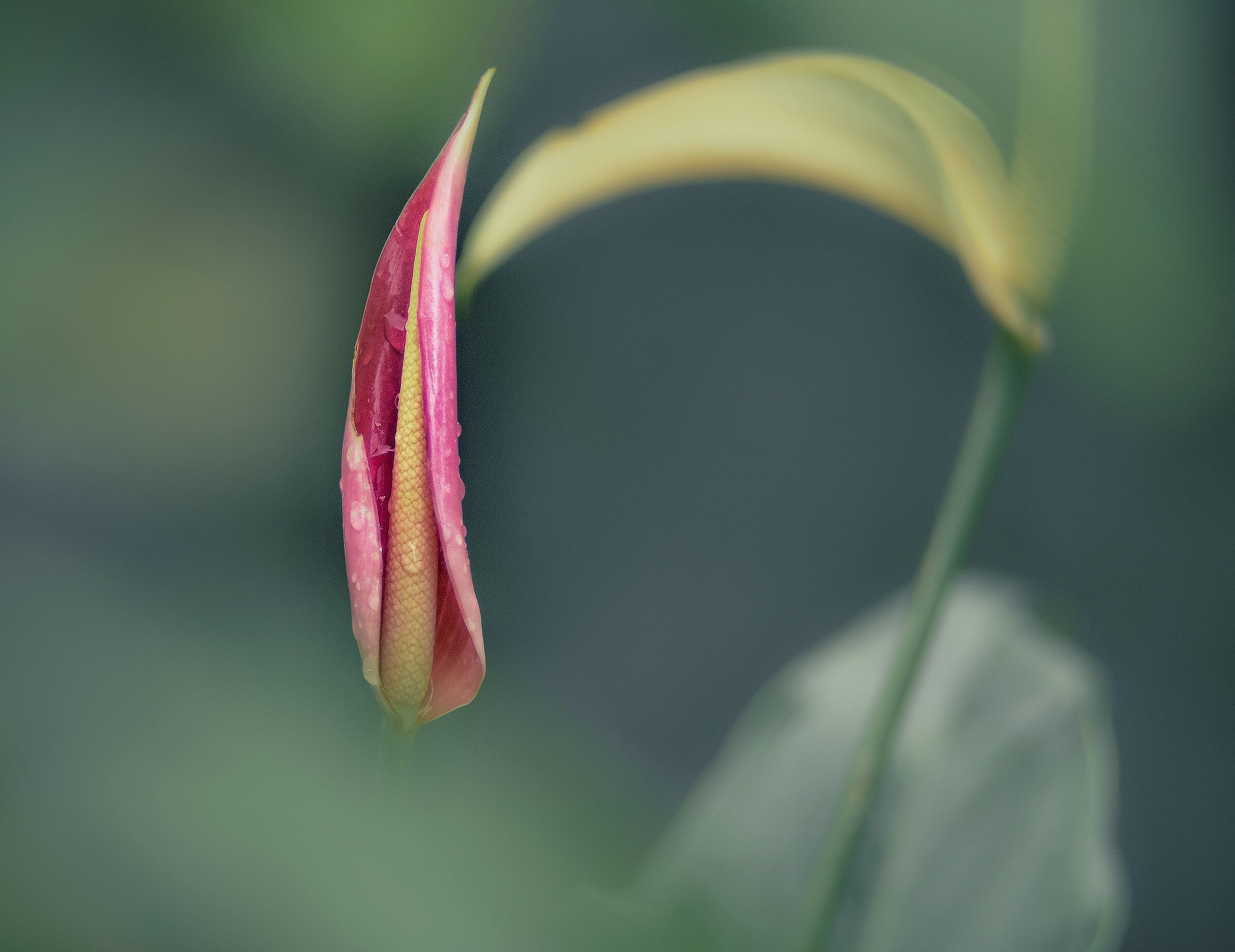 Anthurium