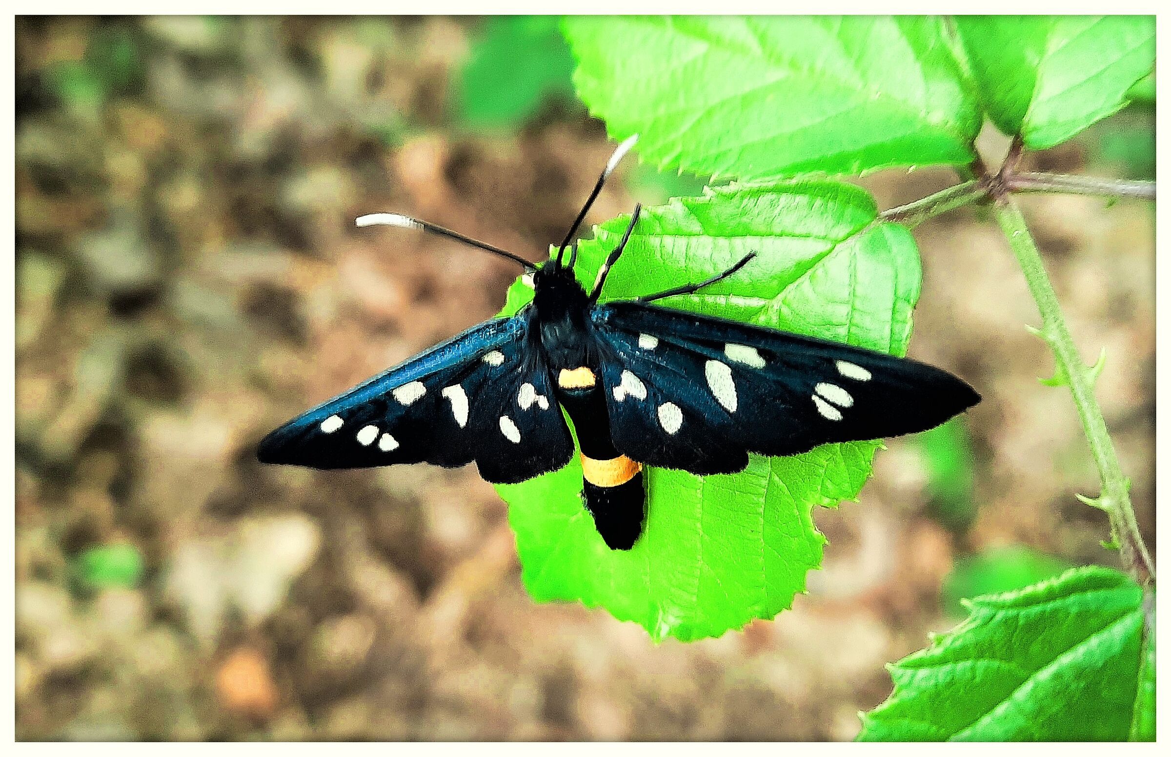 Amata Phegea