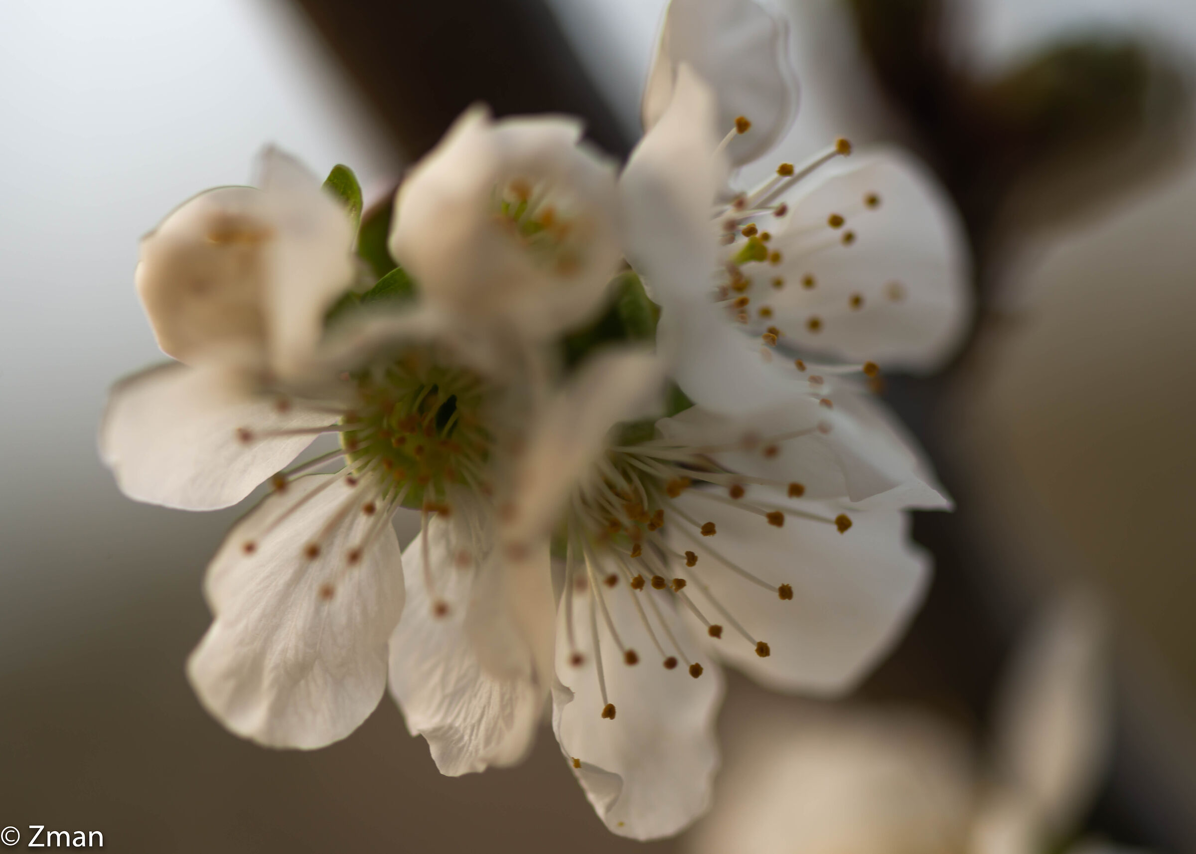 Cherries Bloom