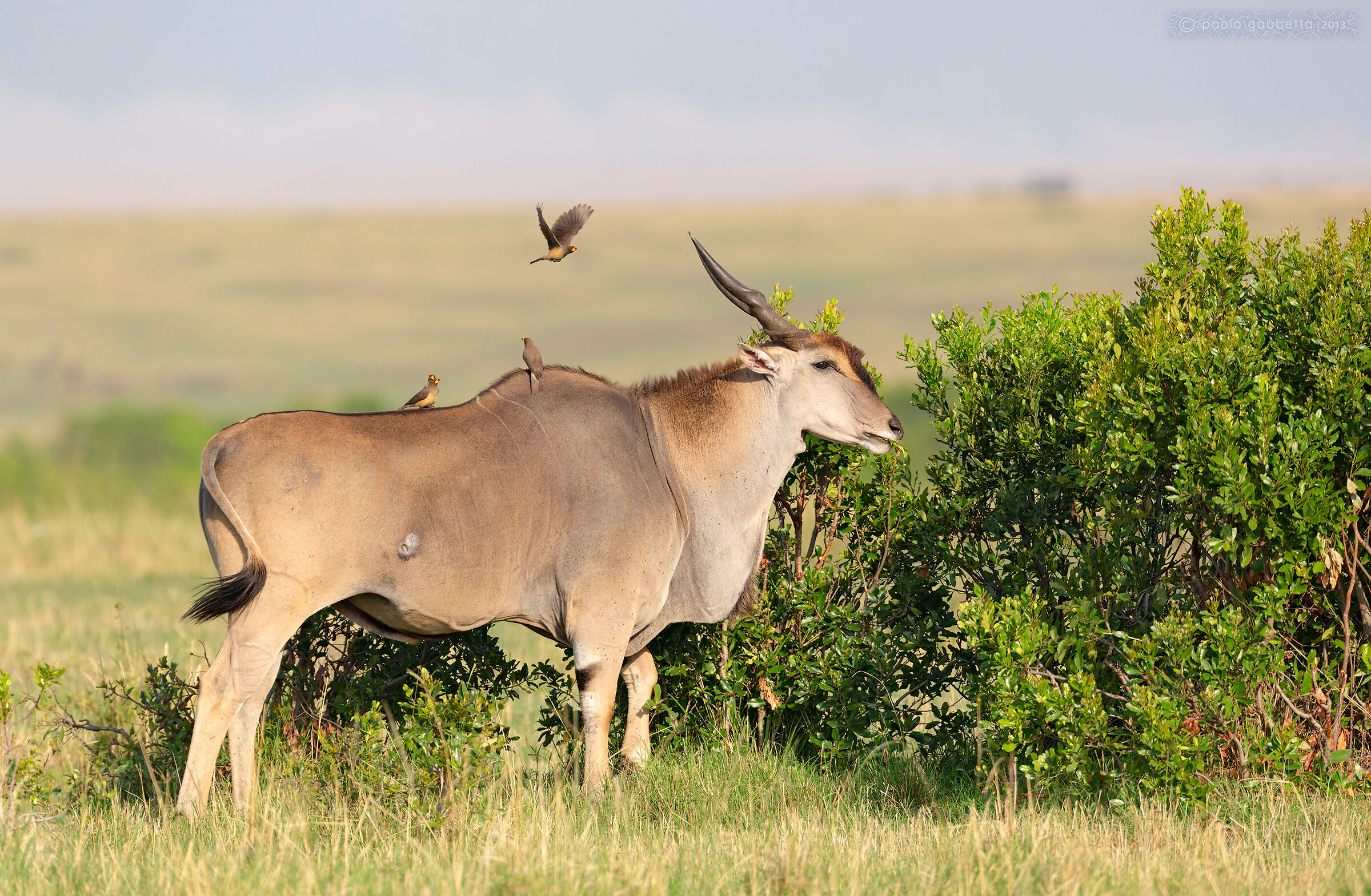 Eland