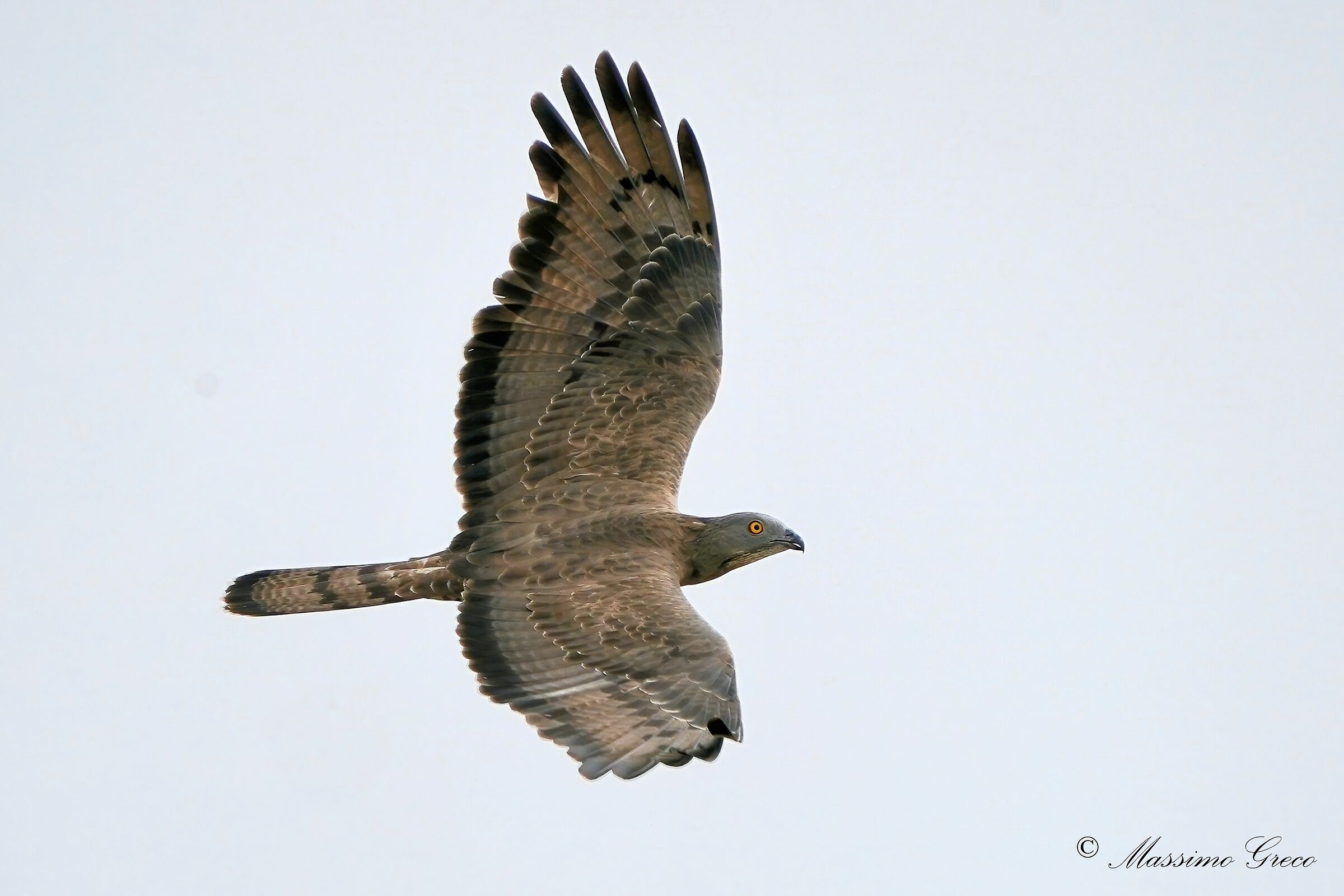 Pecchiaiolo Falcon (Pernis apivorus)