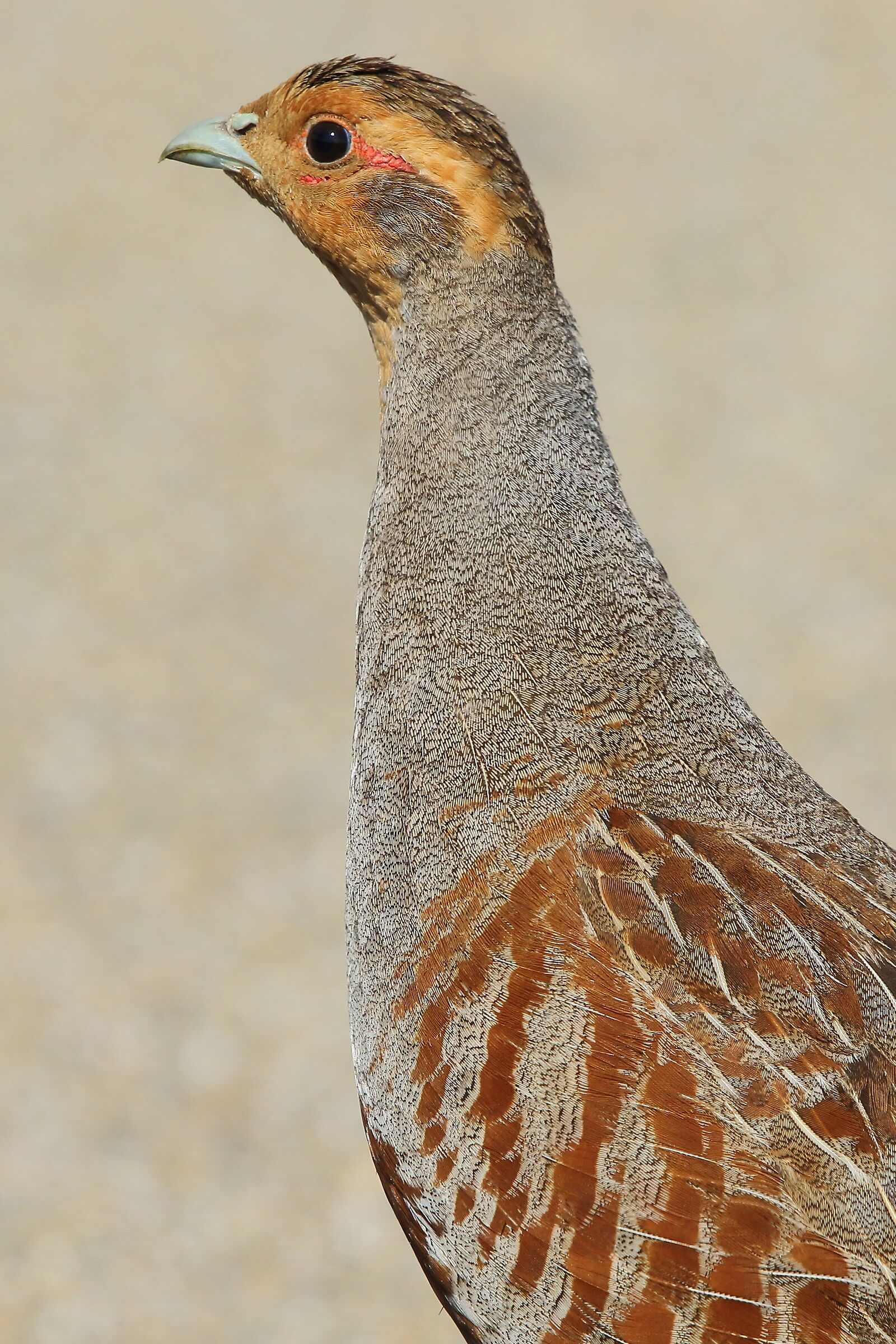 partridge