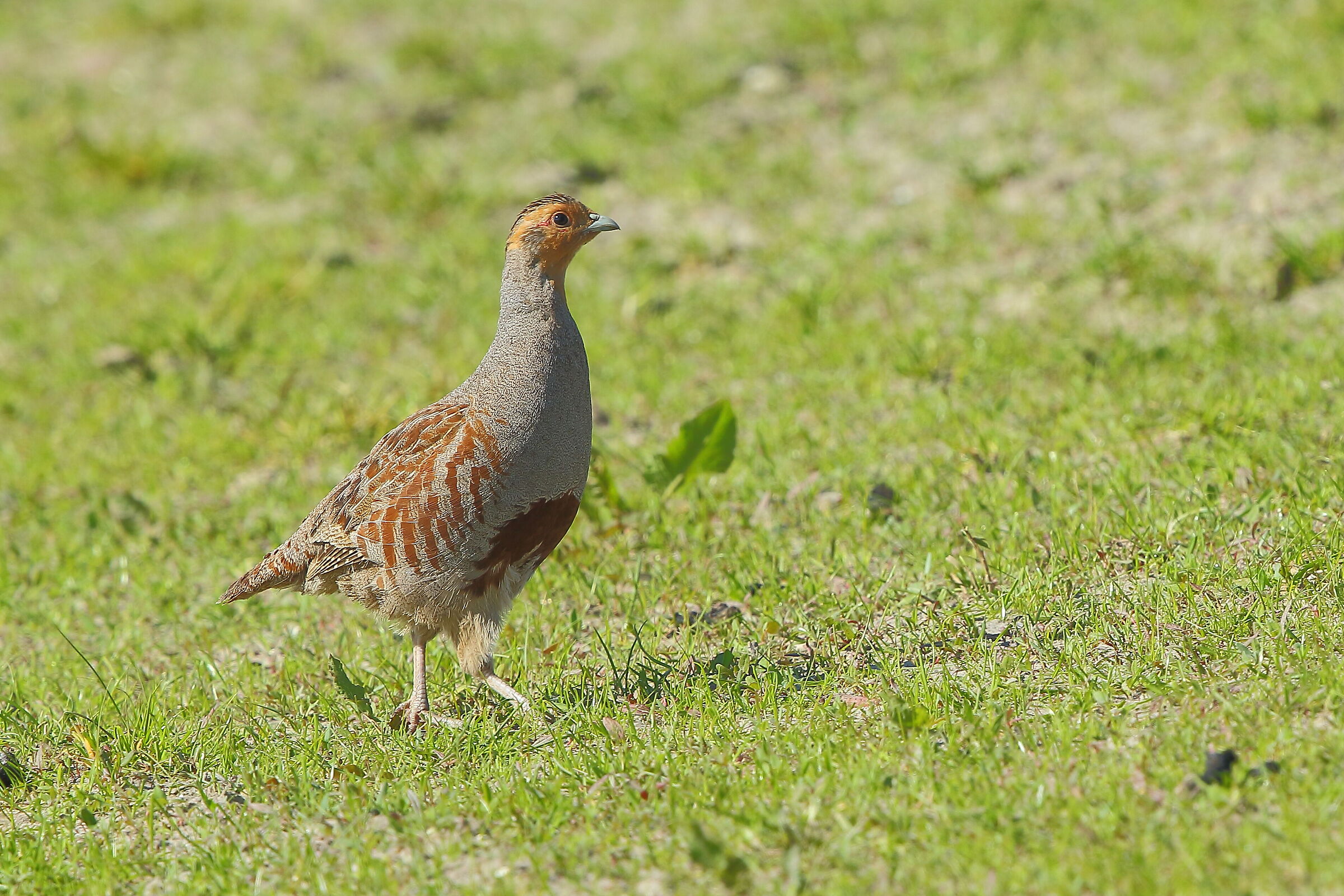 partridge