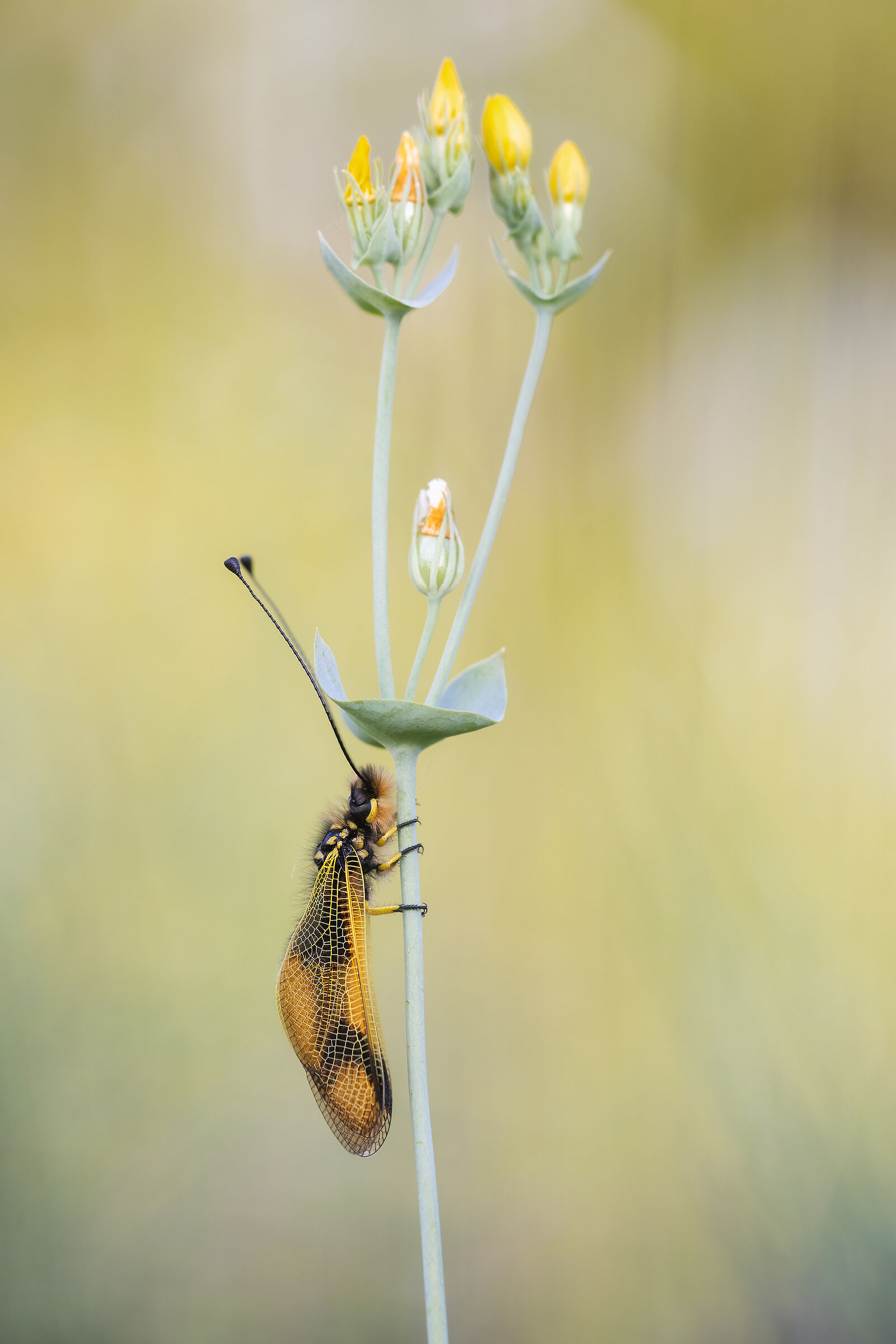 Long-tailed Paralys