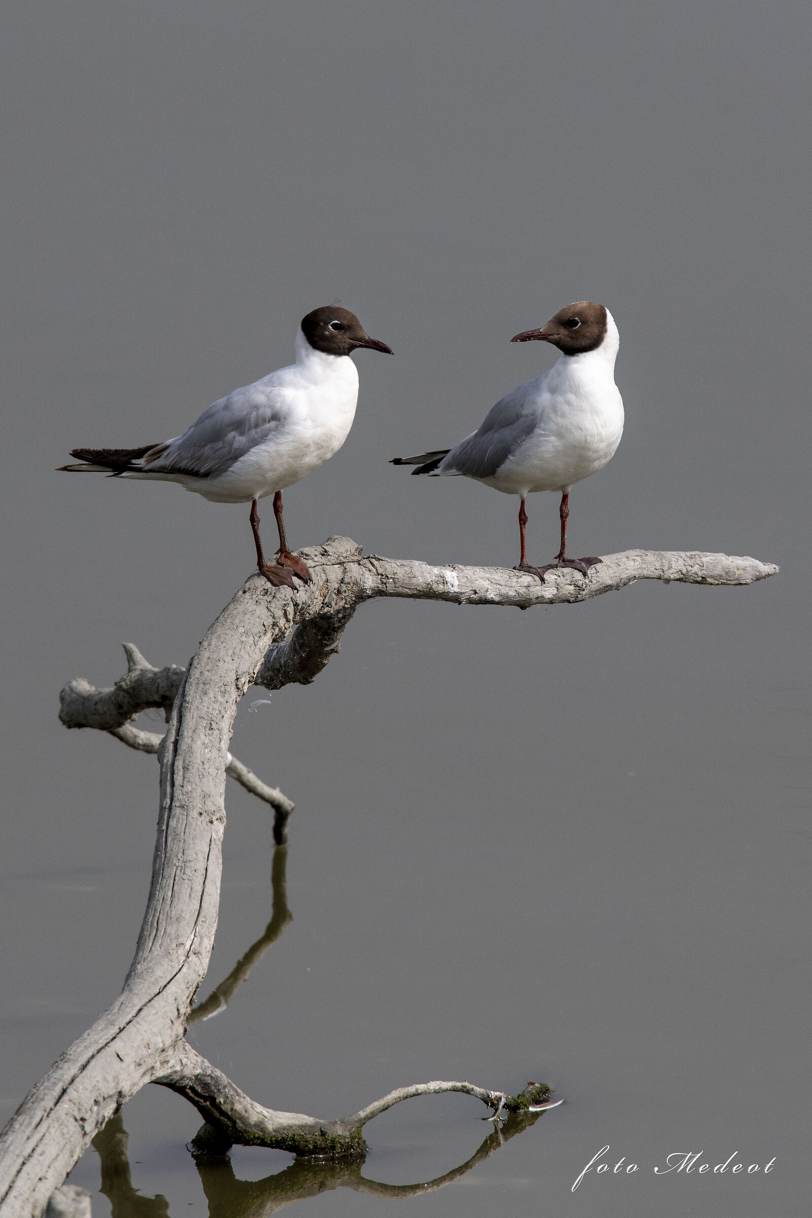 Sguardi tra Gabbiani