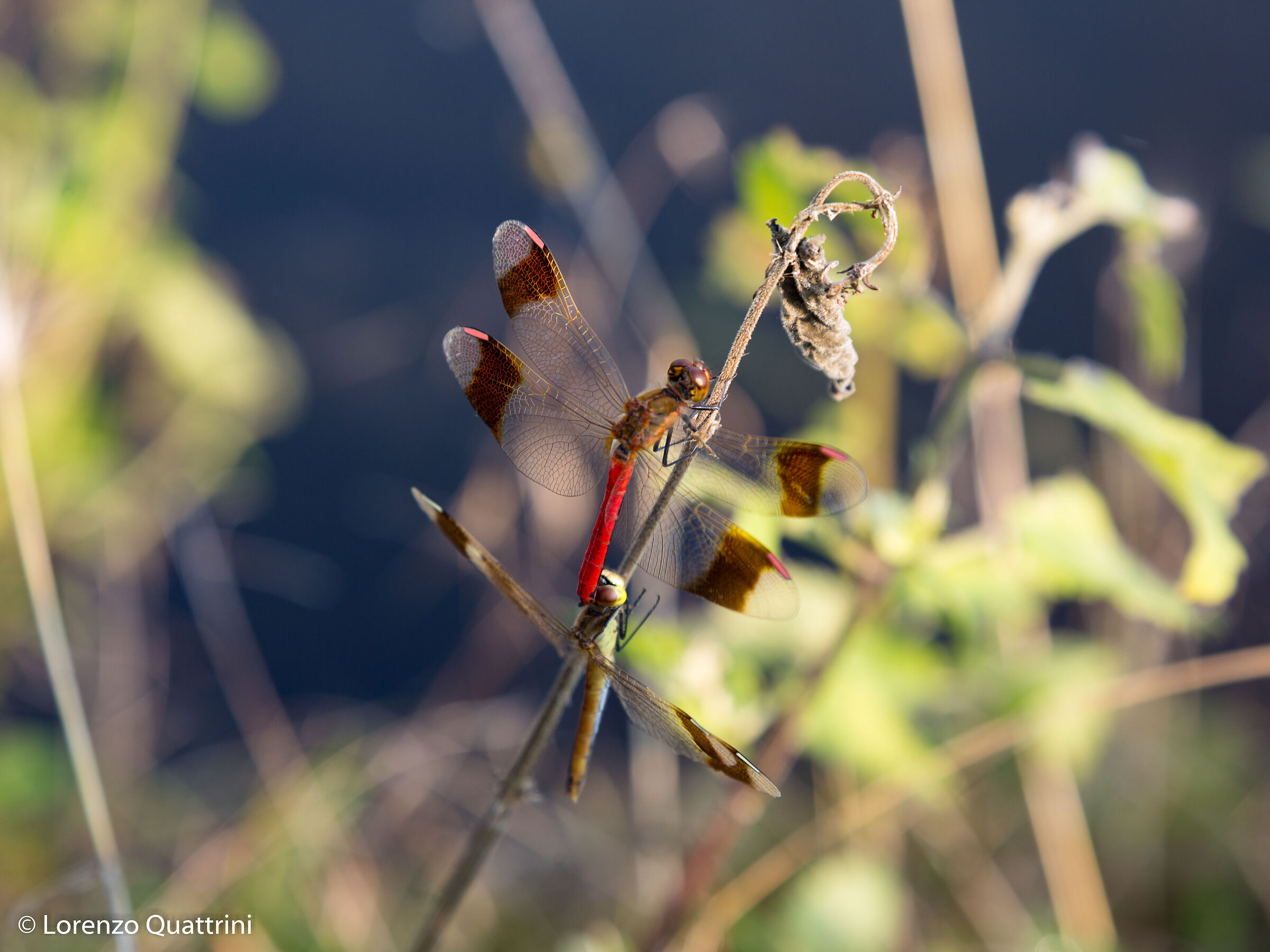 Pedemontanum sympetrum