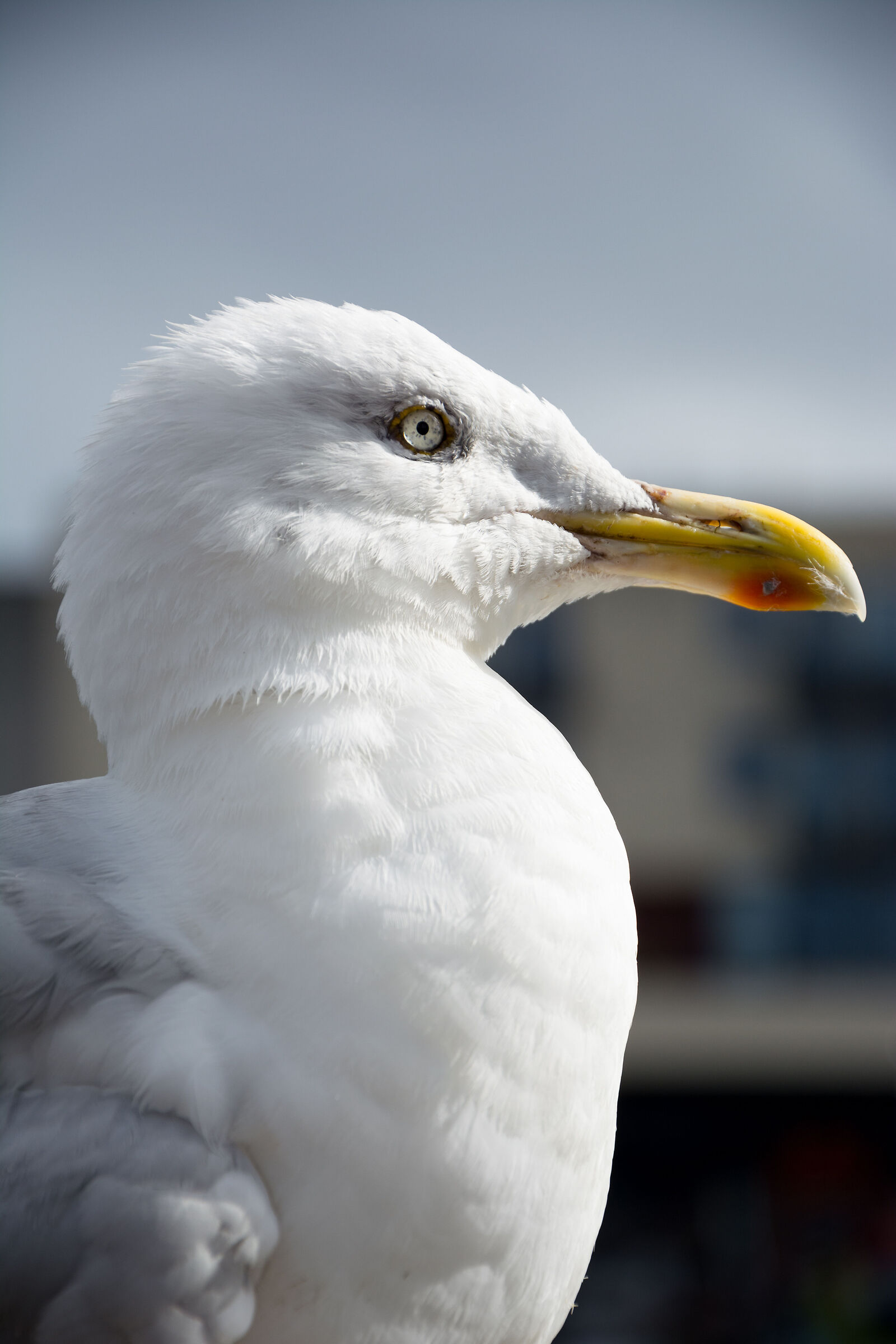 Silver-bellied Gull