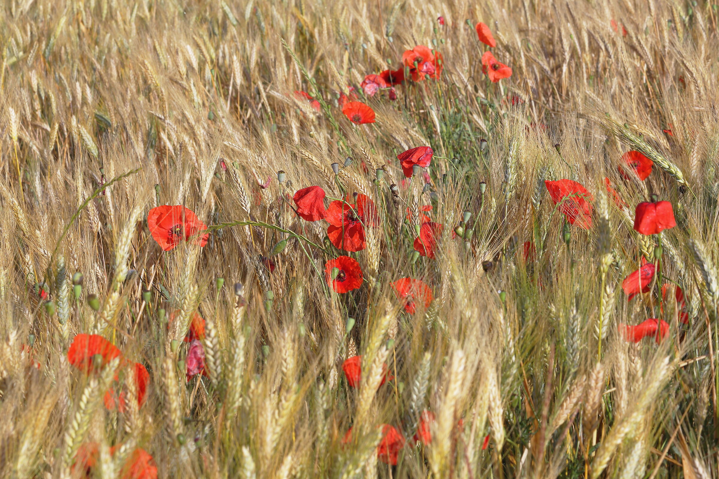 È arrivata l'estate