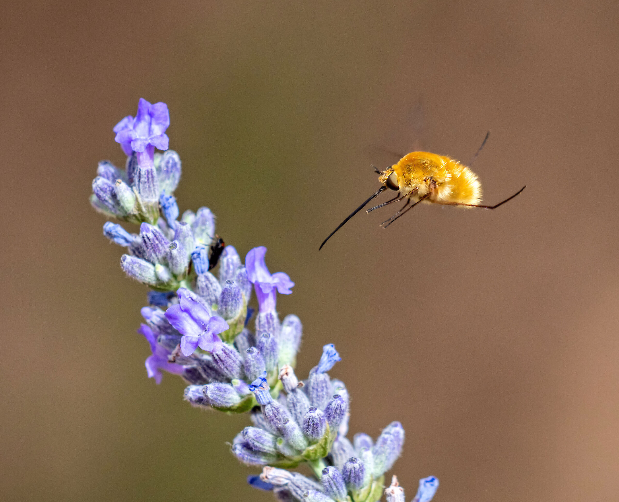 Bombilius major su lavanda