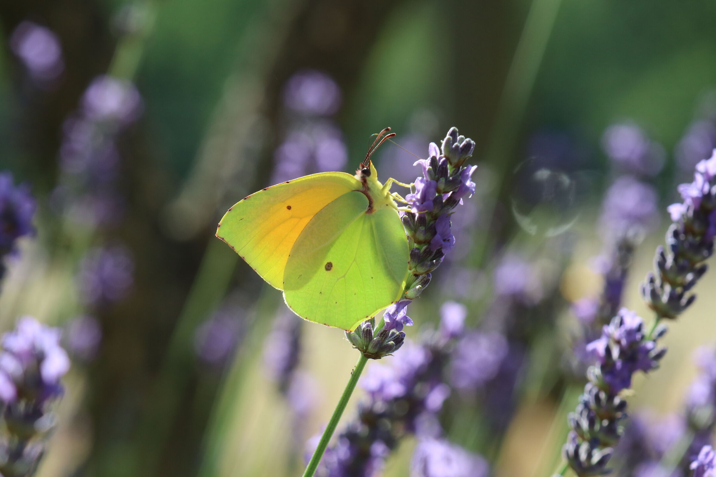 Lavanda e la farfalla gialla.