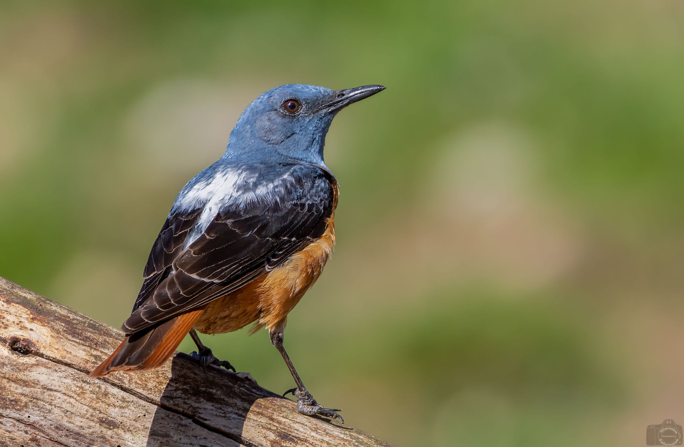 rock thrush