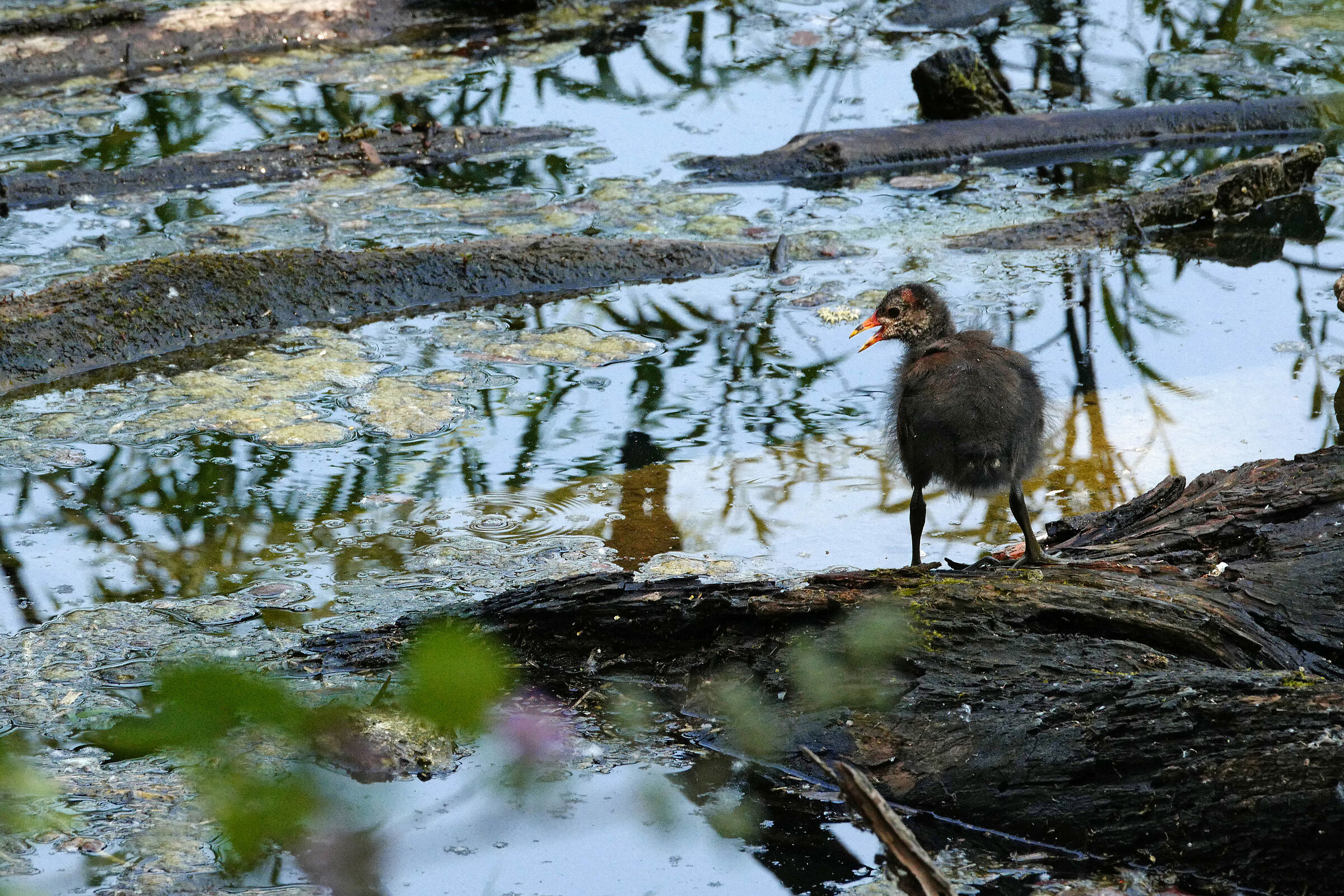pulcino di gallinella