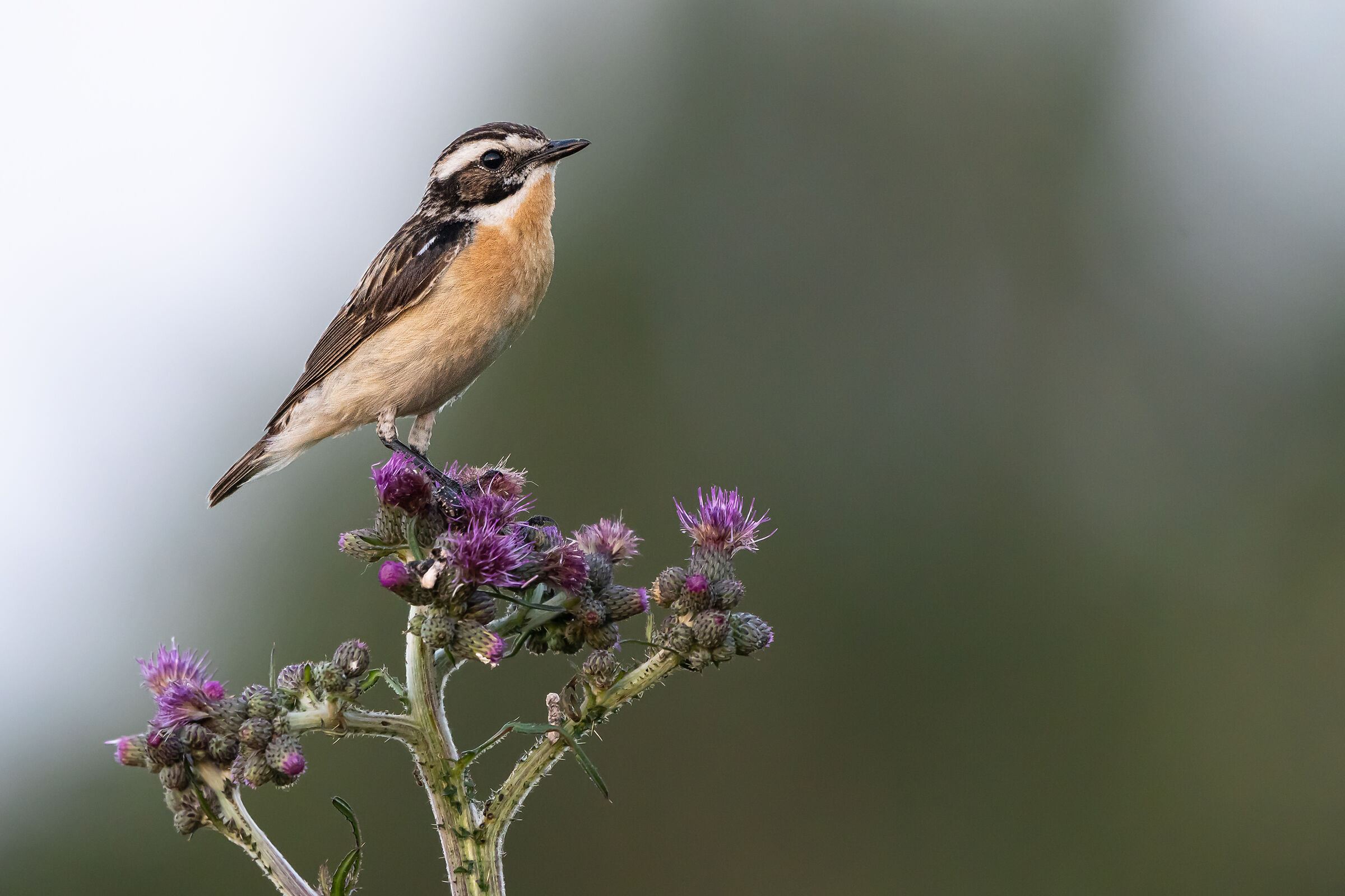 Whinchat (Saxicola rubetra)