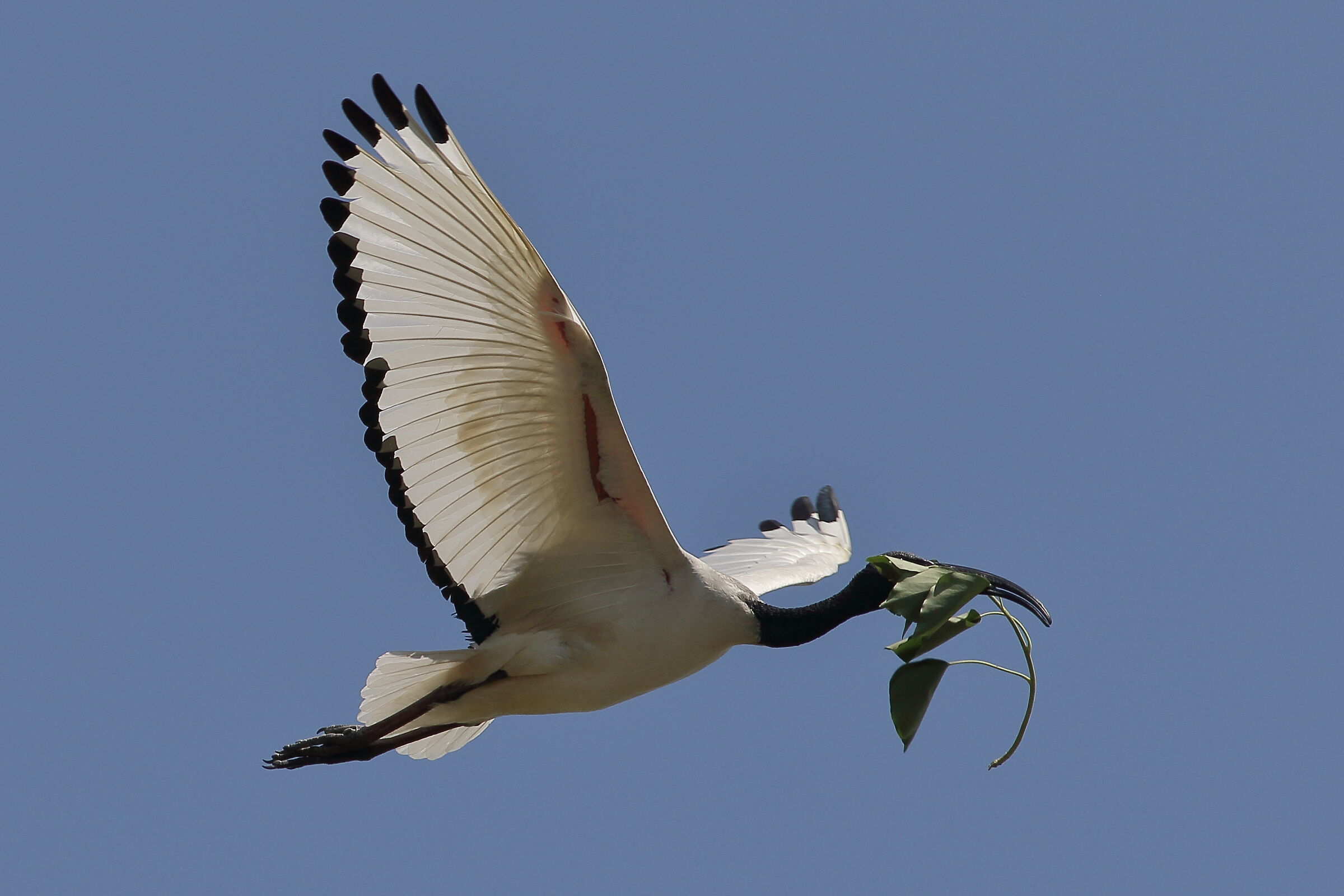 ibis sacro