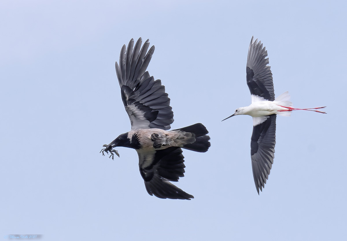 La cornacchia e il cavaliere coraggioso