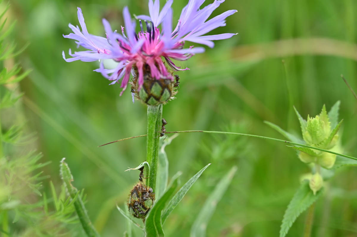 Il fiordaliso....e le formiche