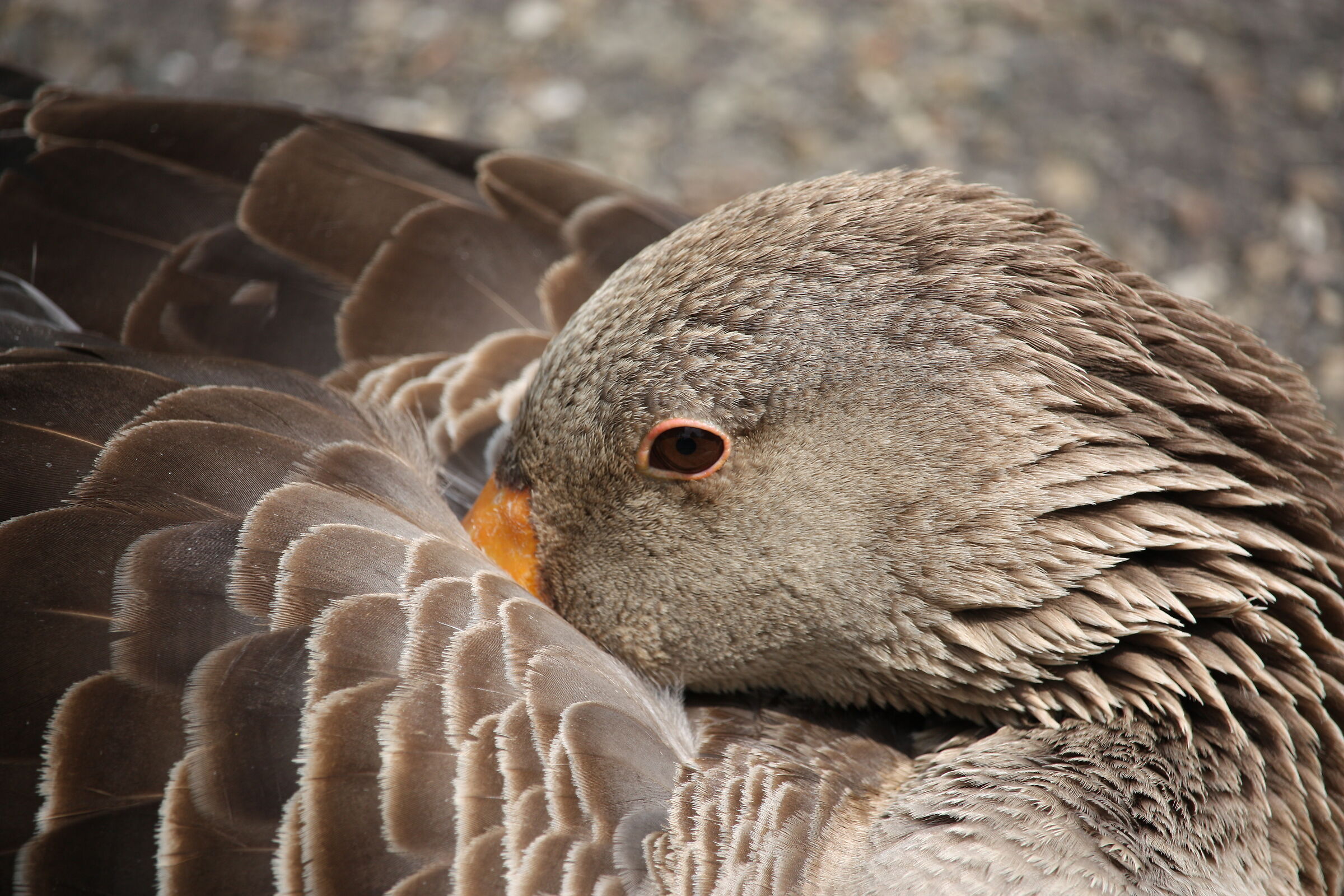 Greylag goose in Kronenburgerpark, Nijmegen