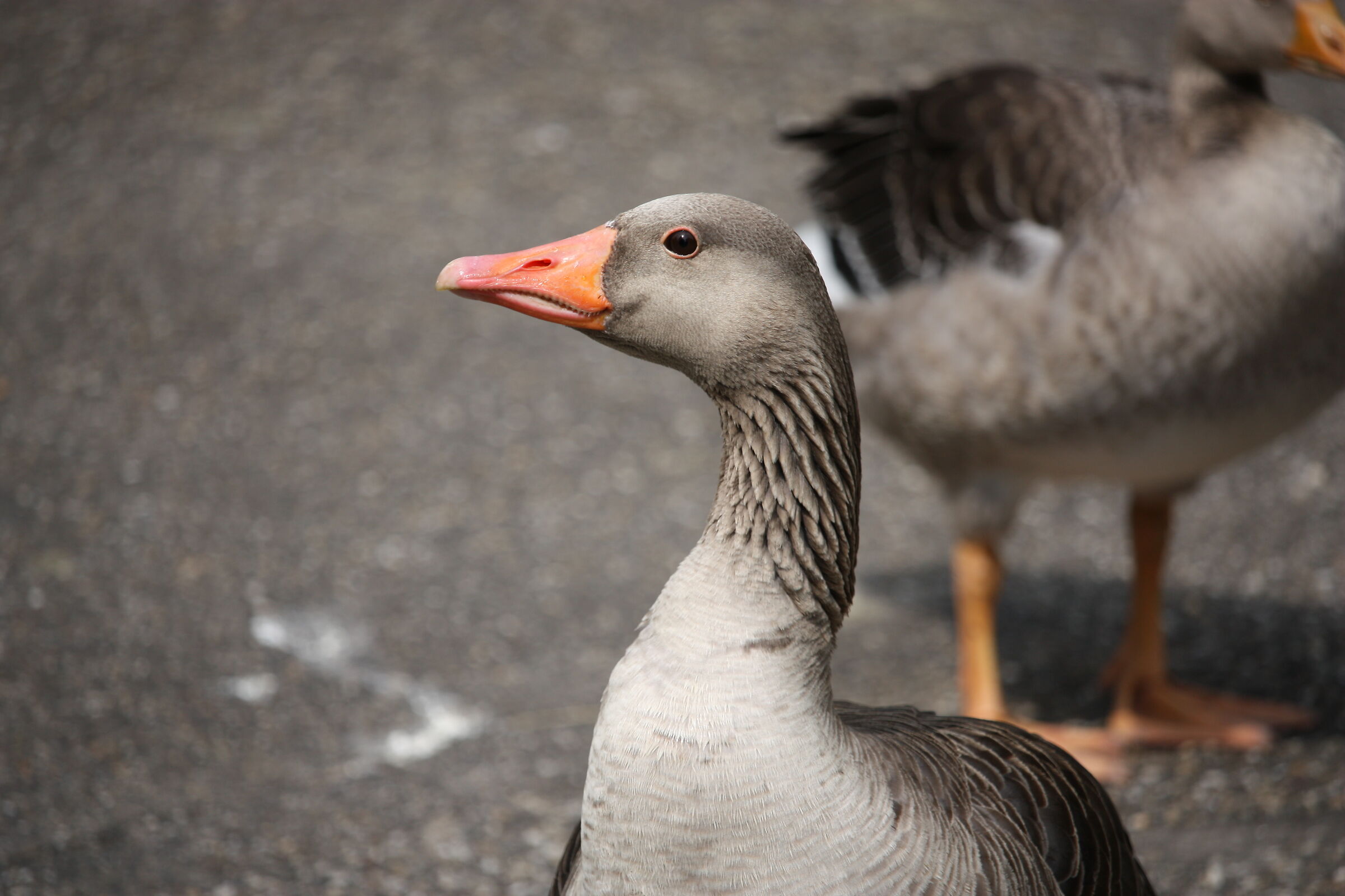 Greylag goose in Kronenburgerpark, Nijmegen