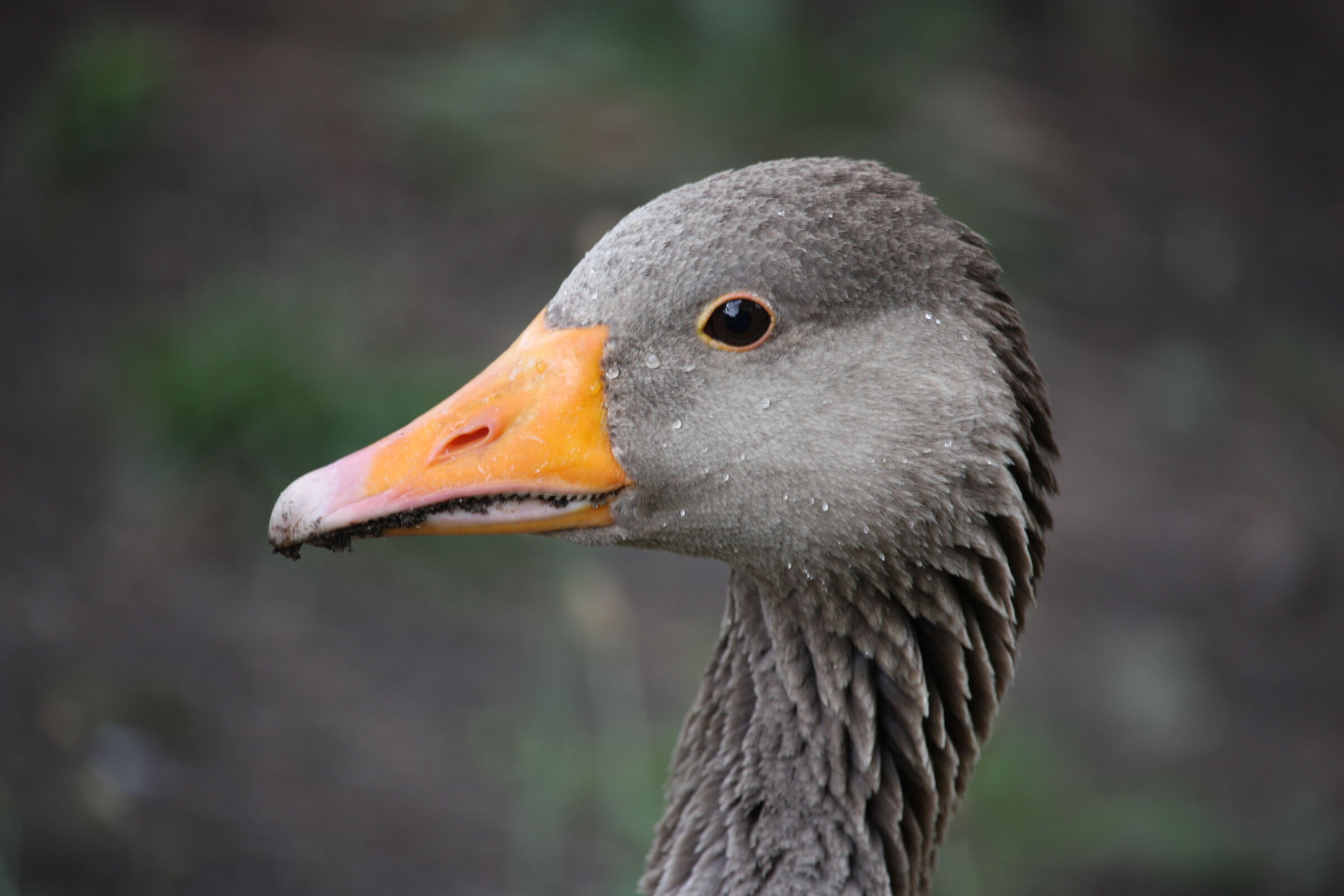 Greylag goose in Kronenburgerpark, Nijmegen
