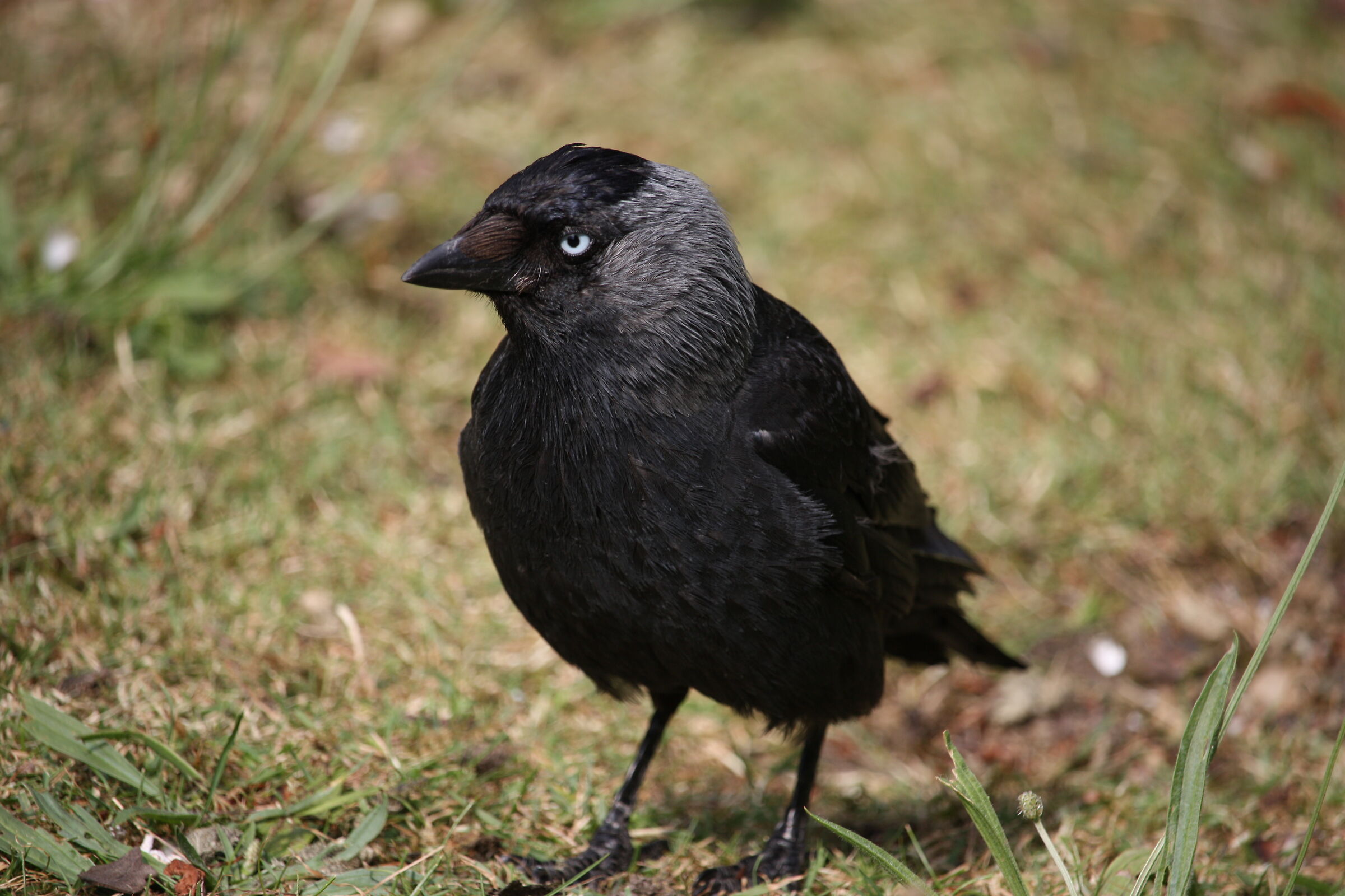 Western jackdaw in Kronenburgerpark, Nijmegen
