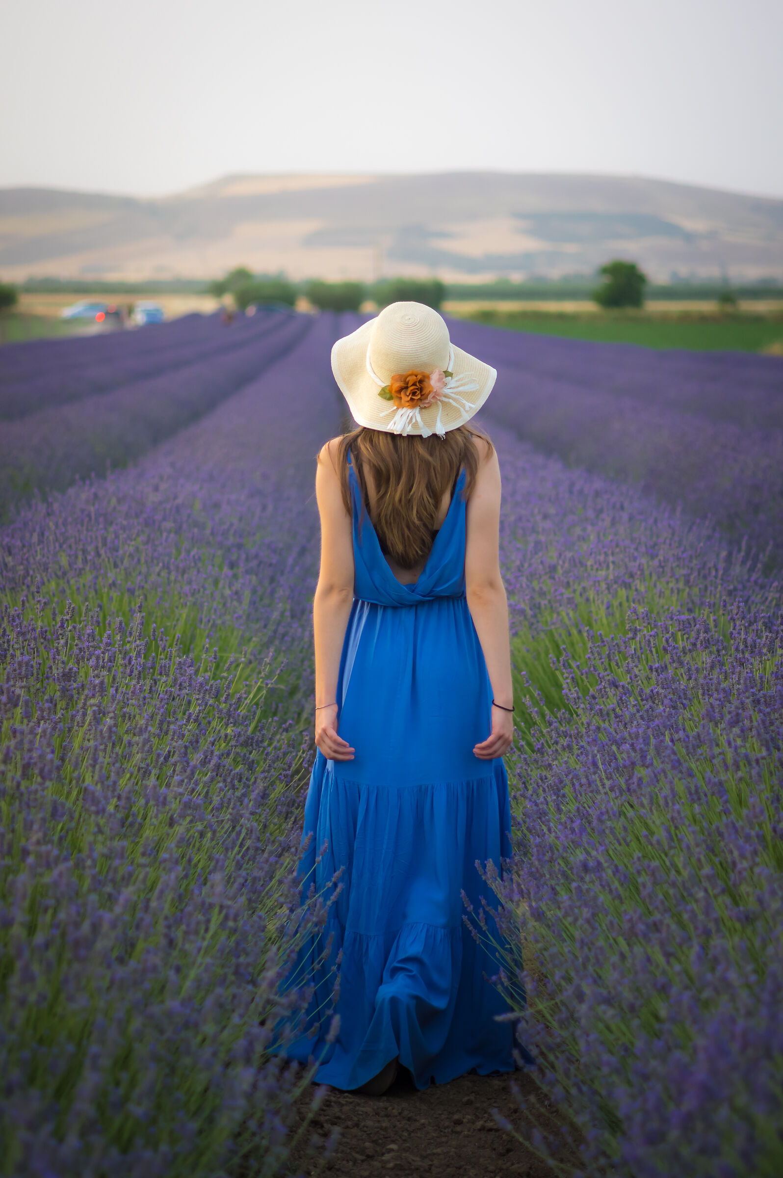 fragrance of lavender