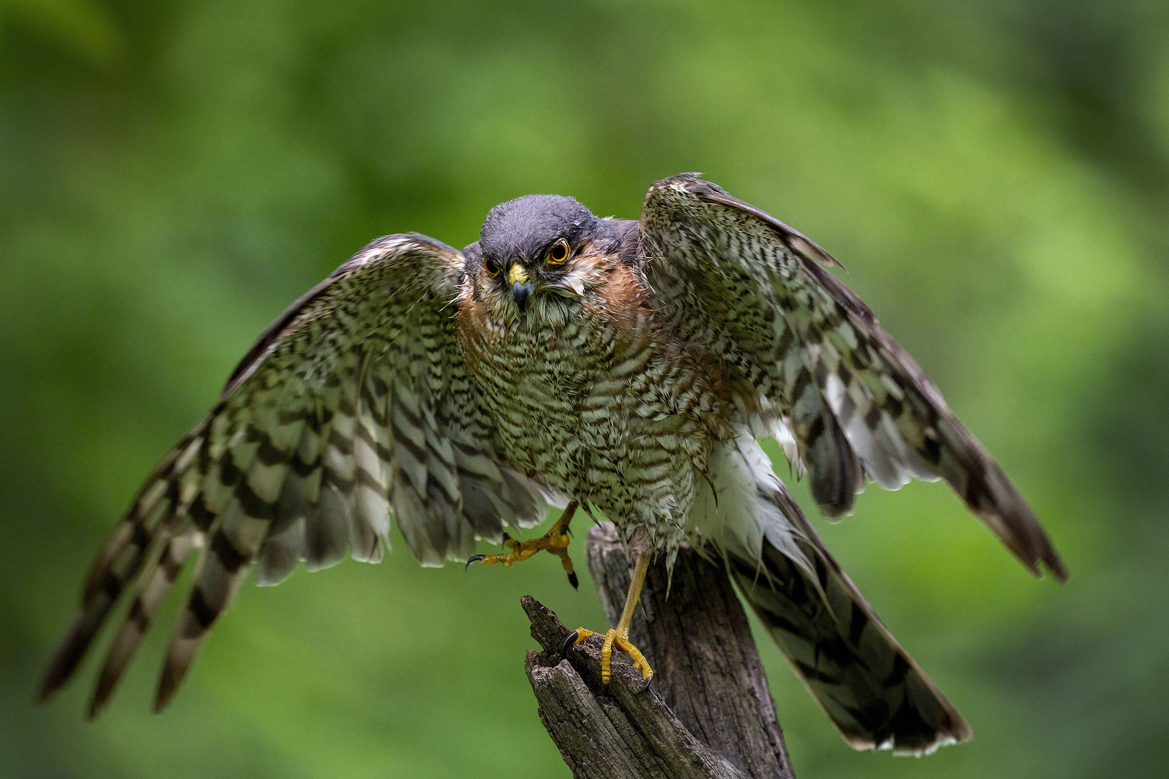 Sparrowhawk in the bathroom