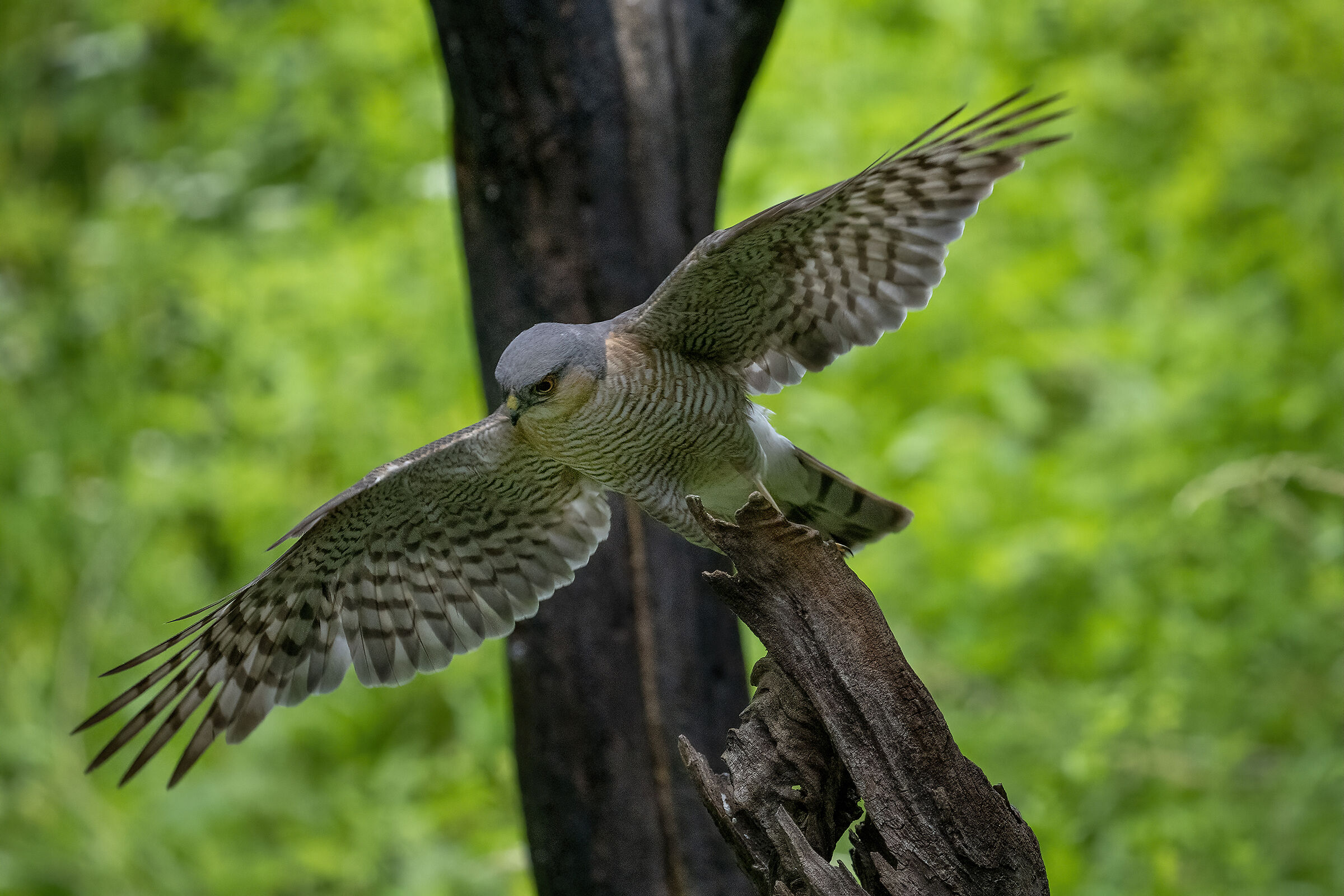 Sparrowhawk in the bathroom
