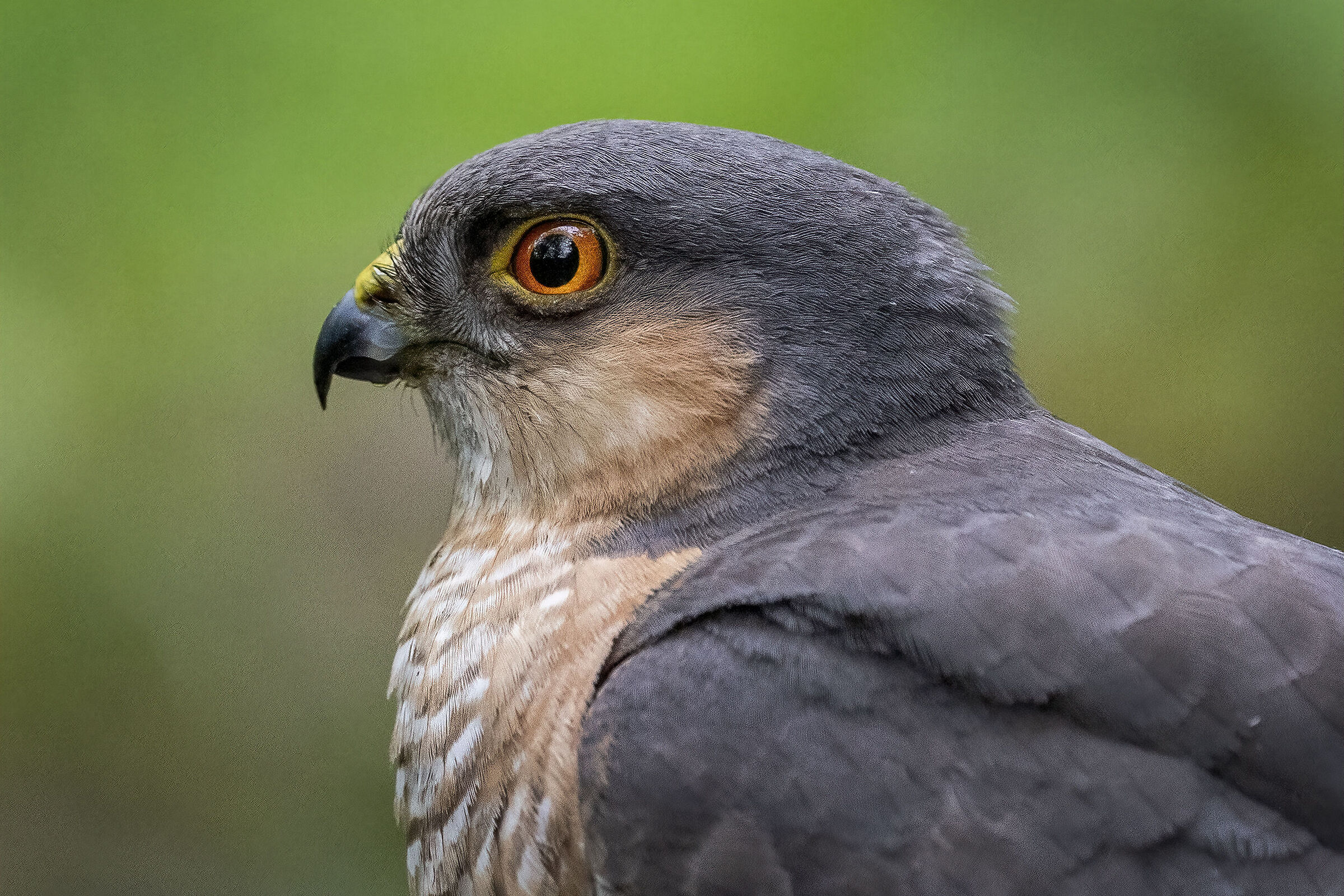 Portrait of Sparrowhawk