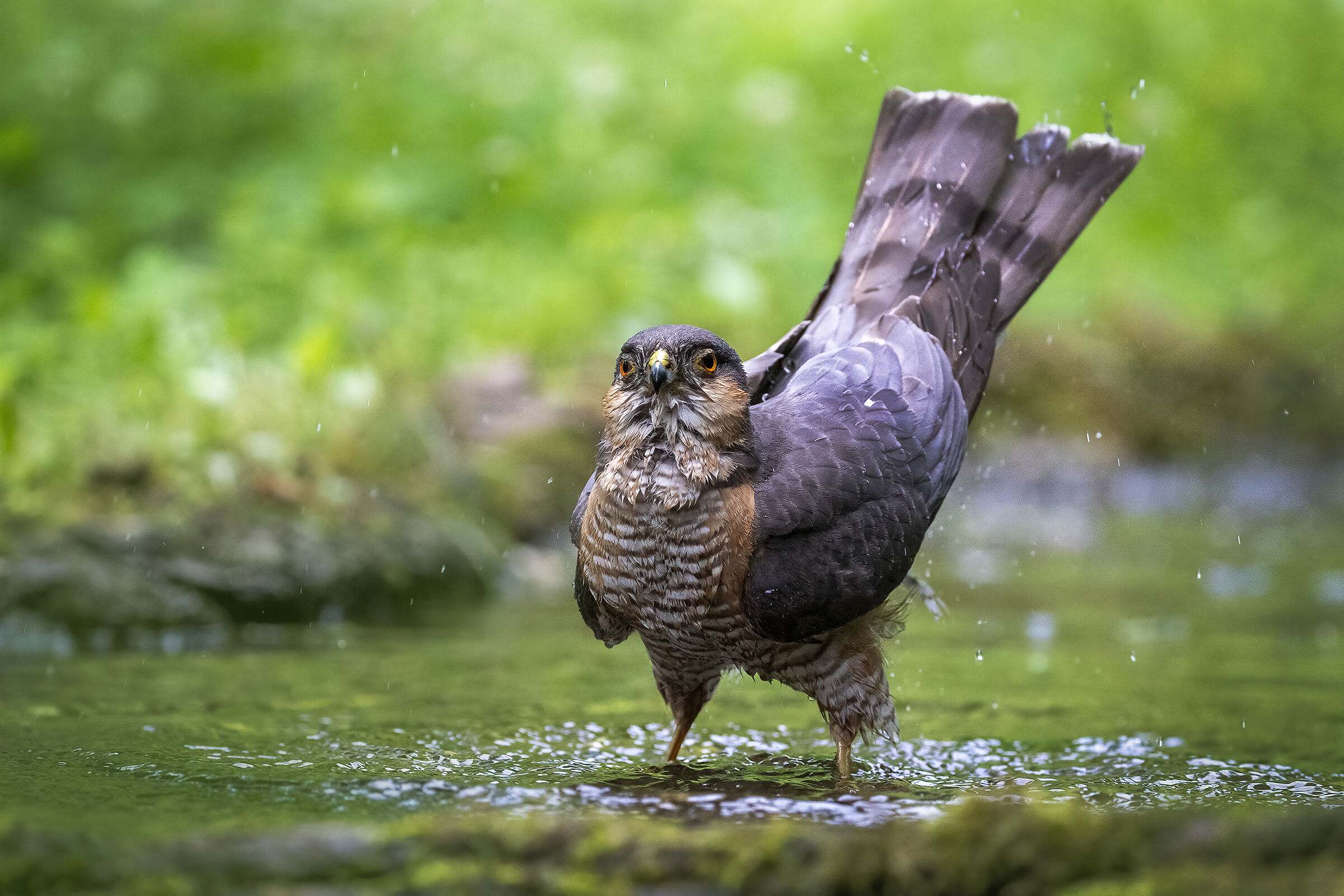 Sparrowhawk in the bathroom