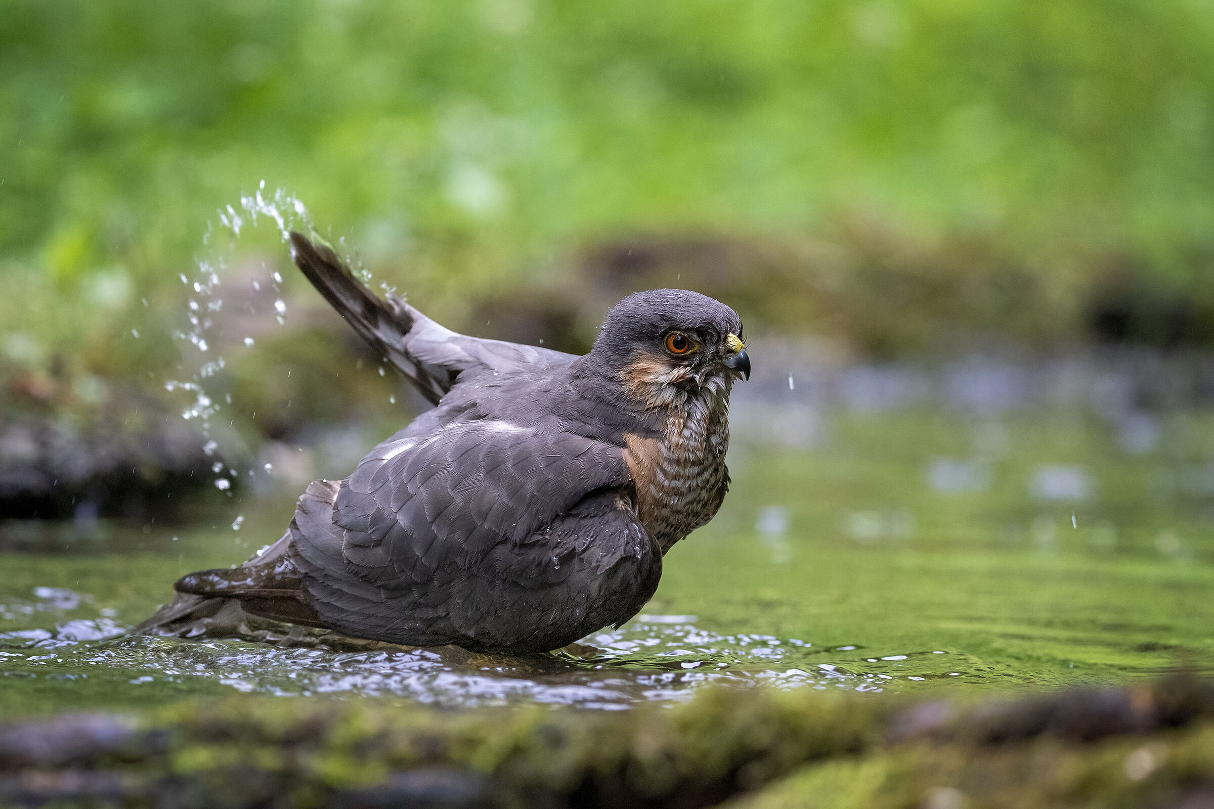 Sparrowhawk in the bathroom