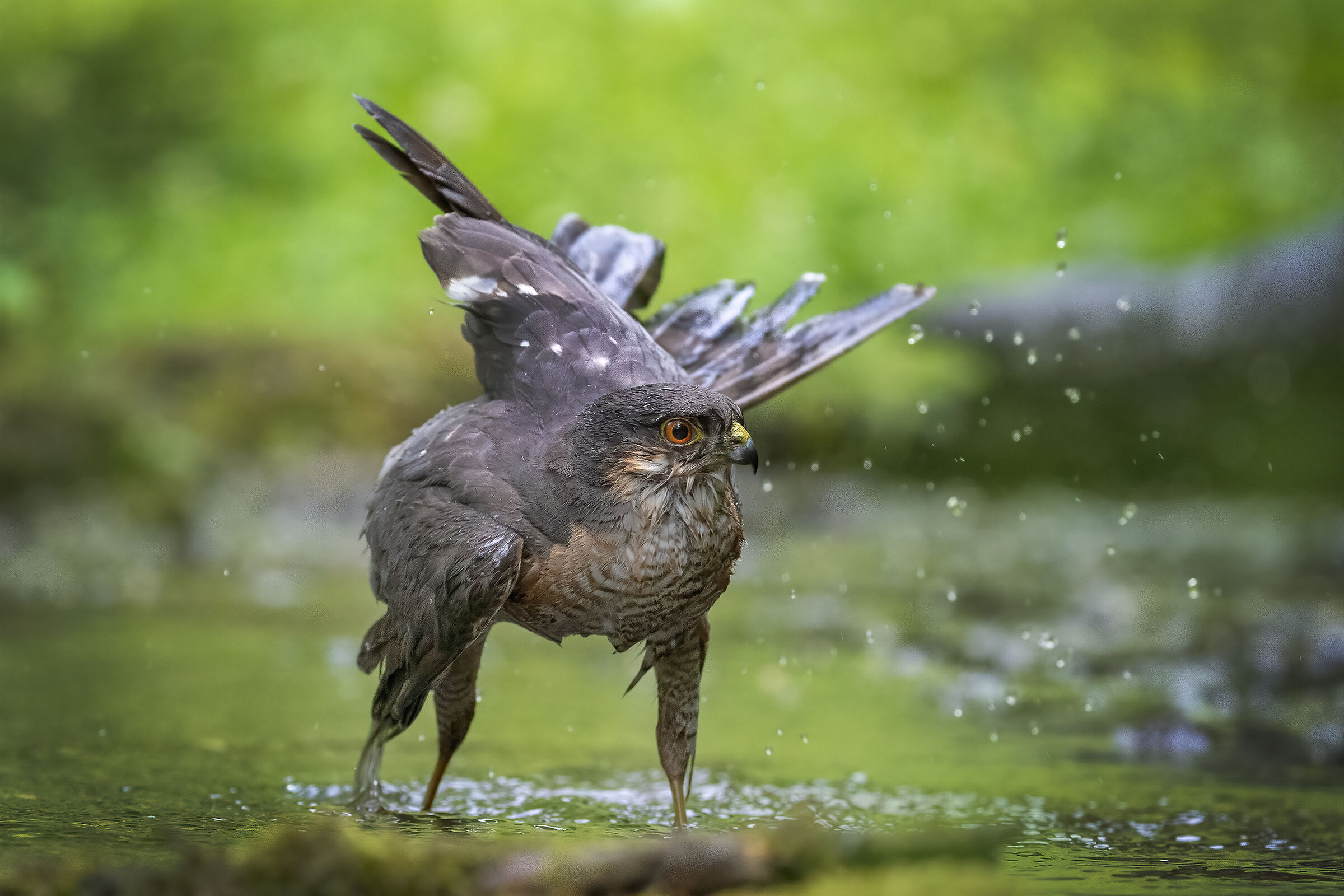 Sparrowhawk in the bathroom