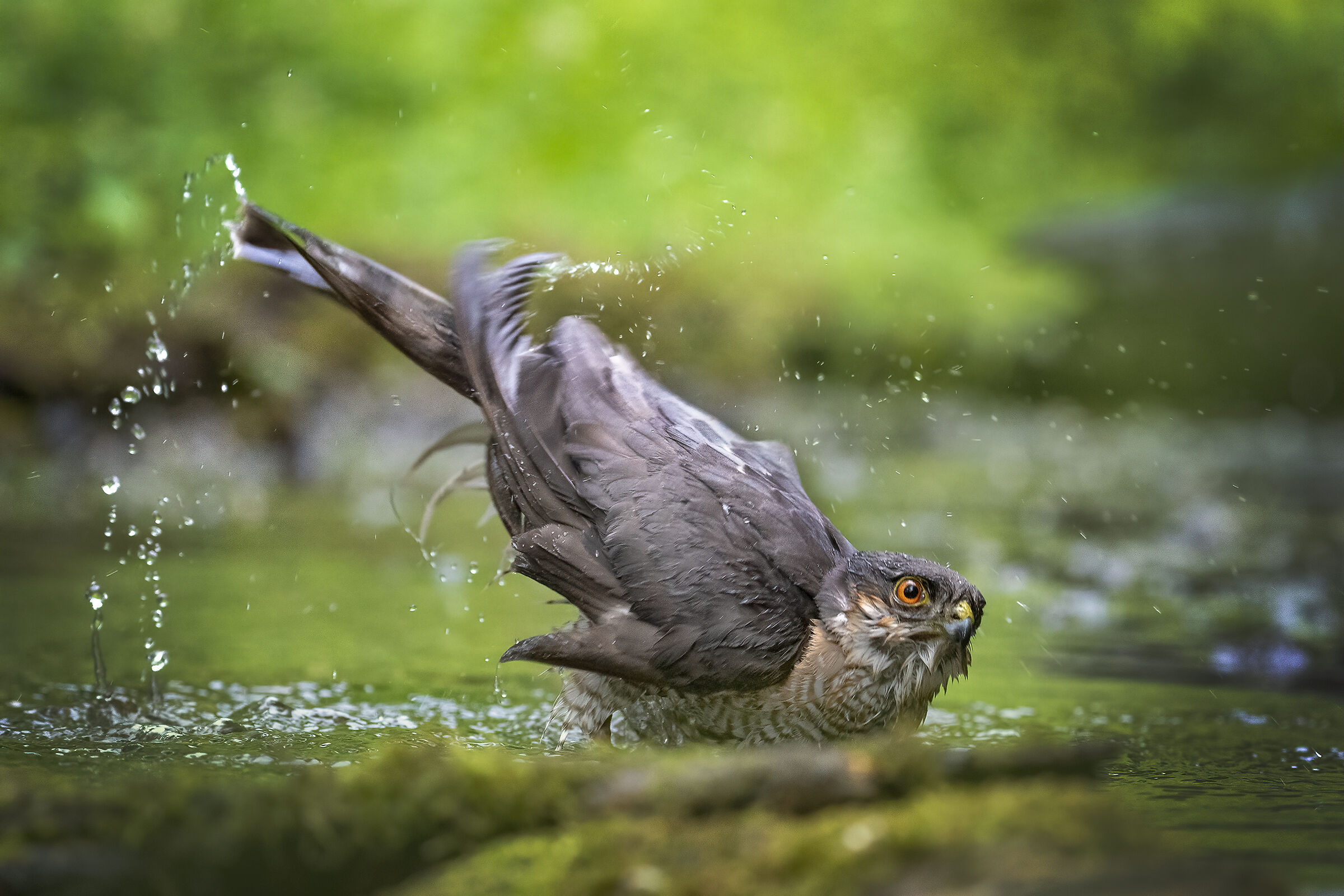 Sparrowhawk in the bathroom