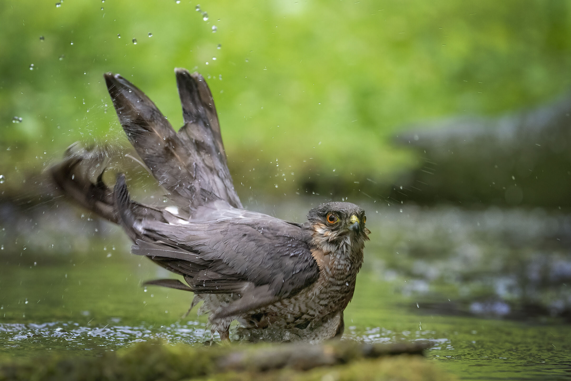 Sparrowhawk in the bathroom