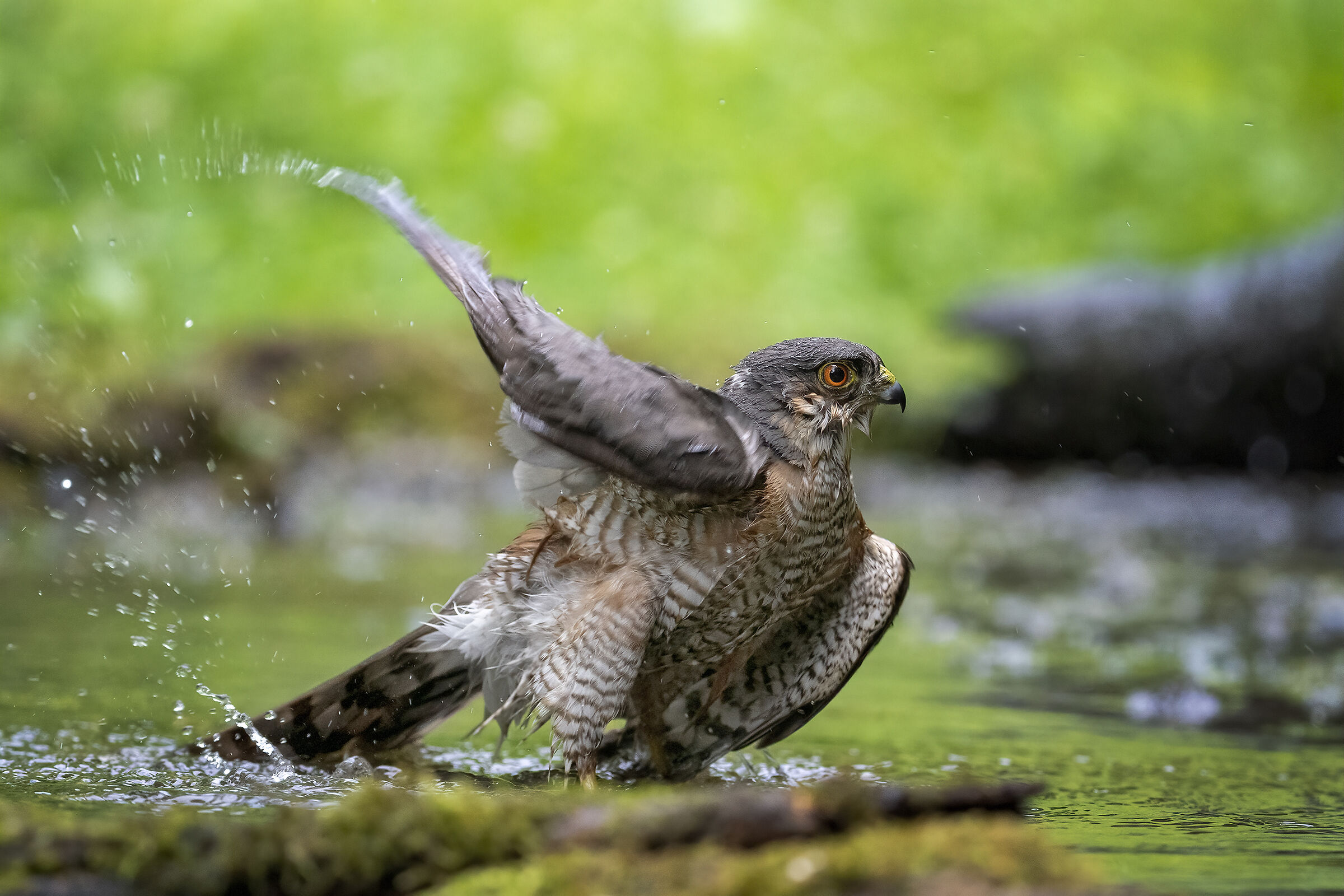 Sparrowhawk in the bathroom
