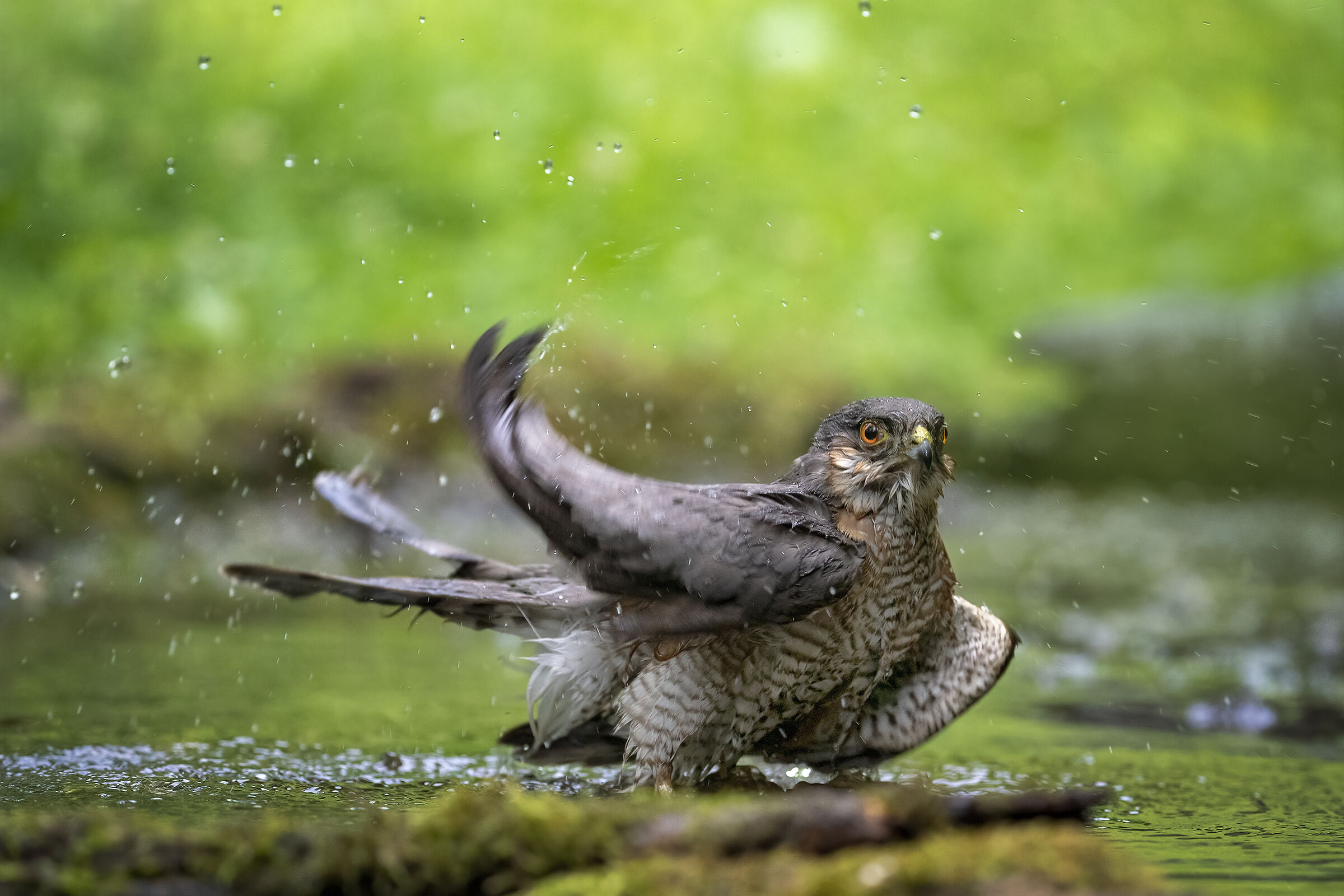 Sparrowhawk in the bathroom