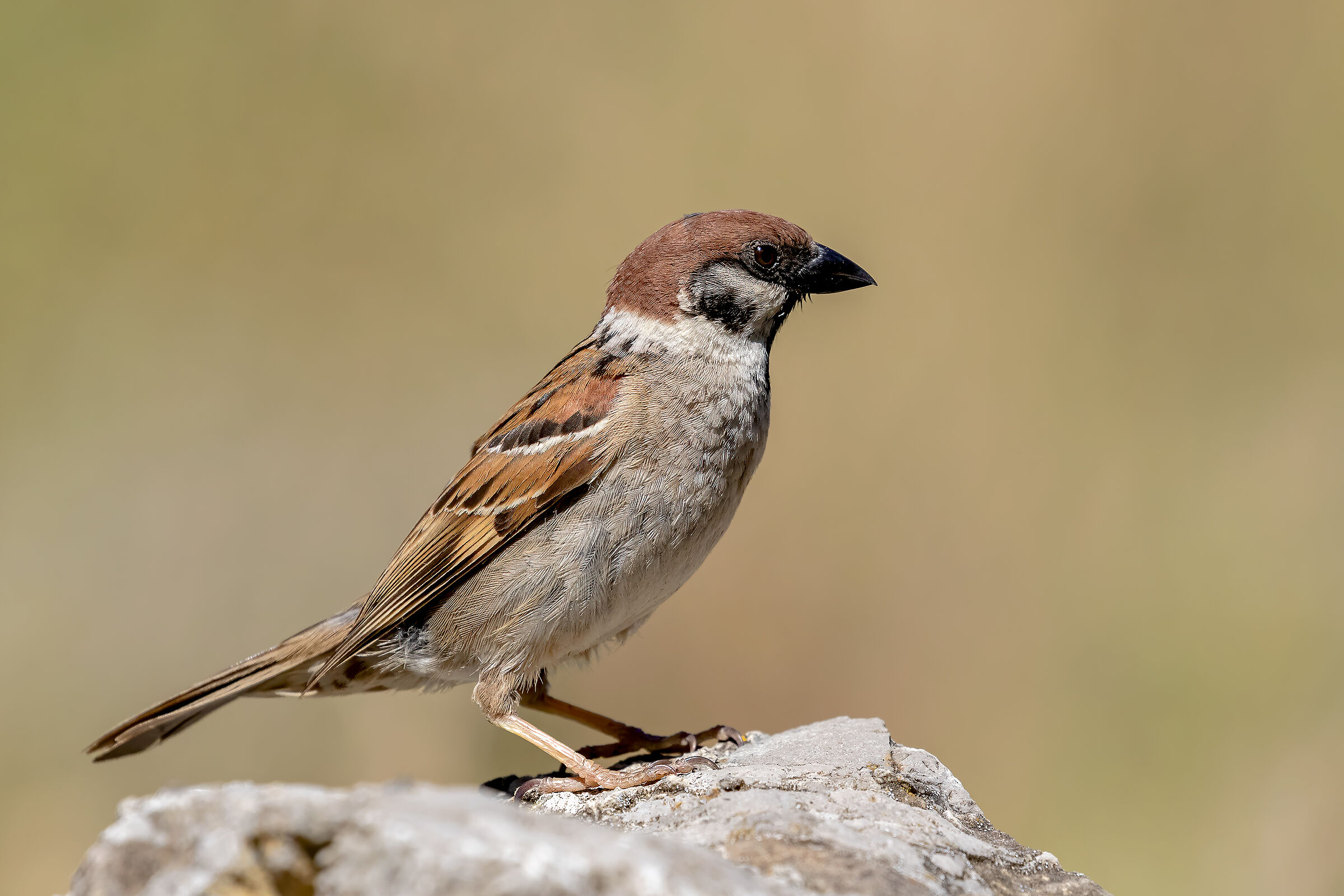 ..just a sparrow...