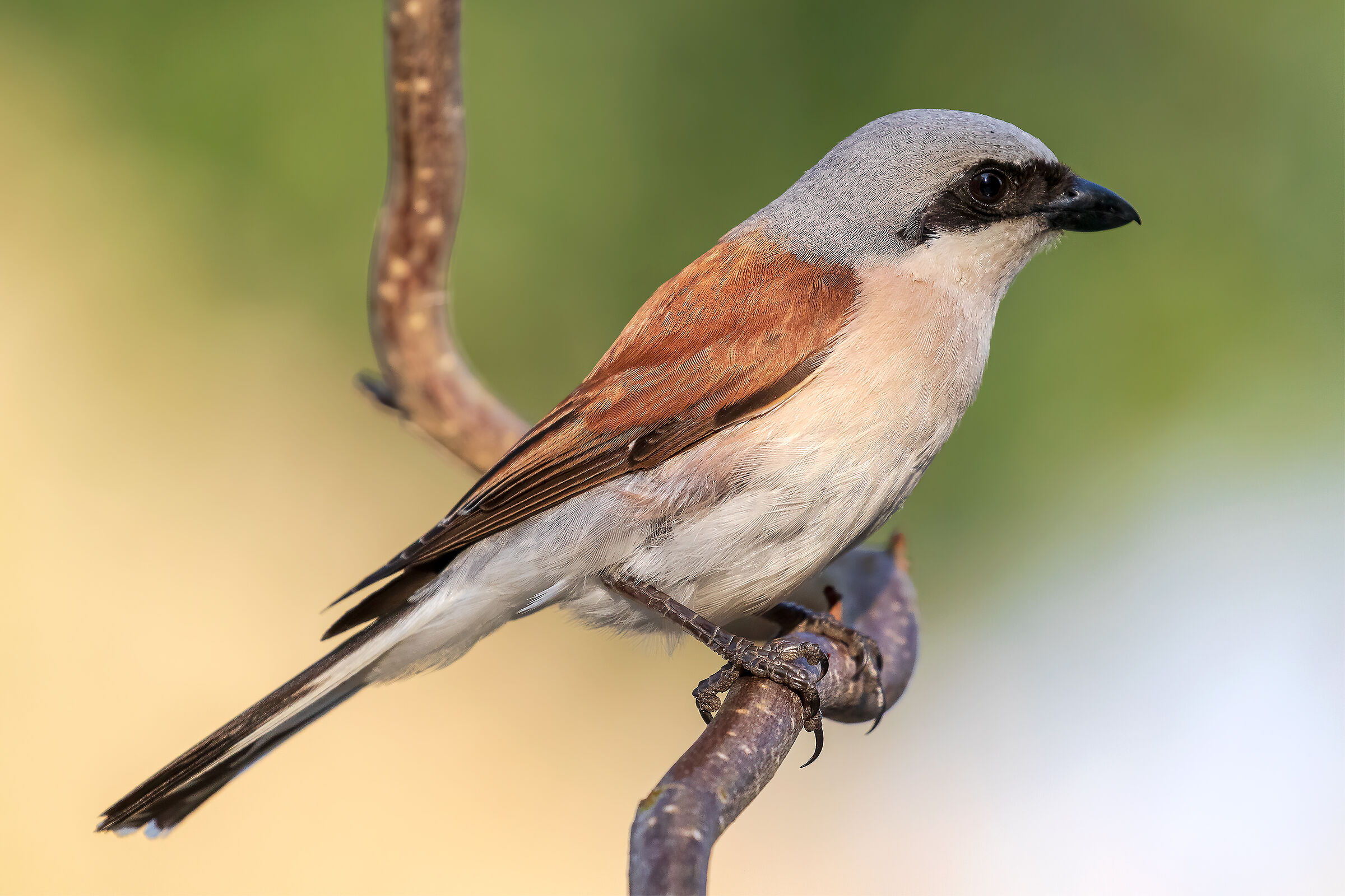 Red backed shrike (Lanius collurio)