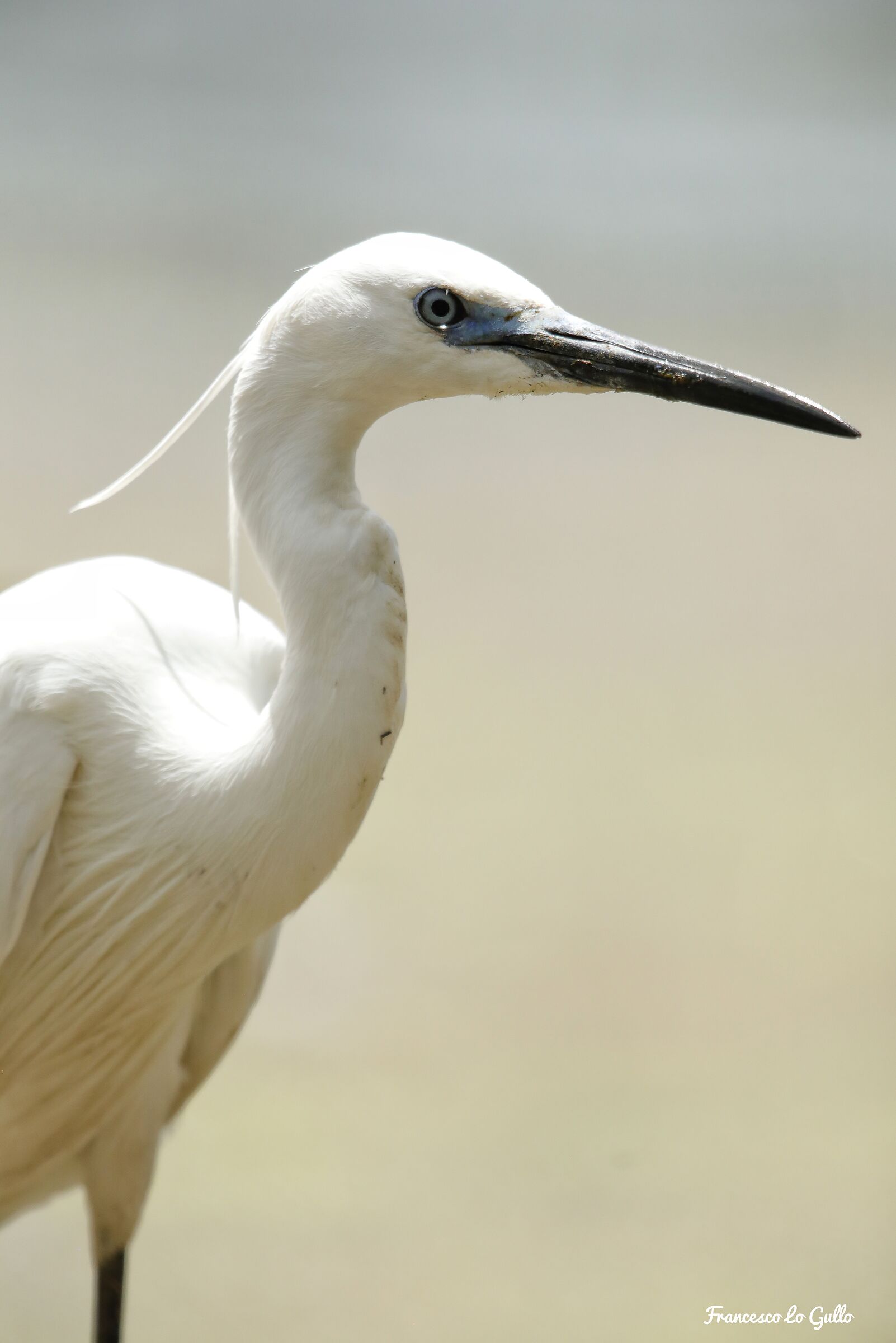 Elegance in one glance.