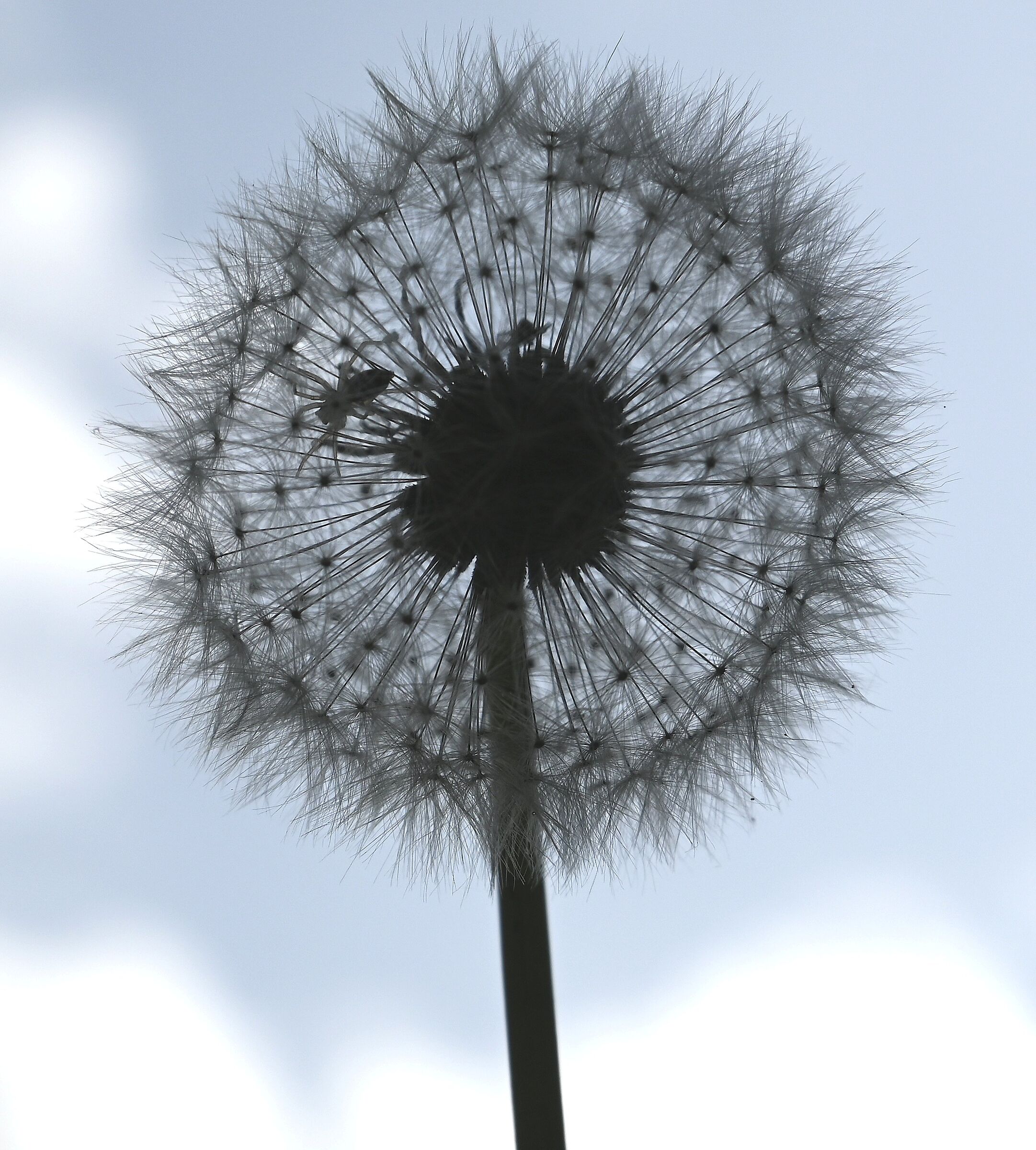 Spider alla ricerca di un paracadute