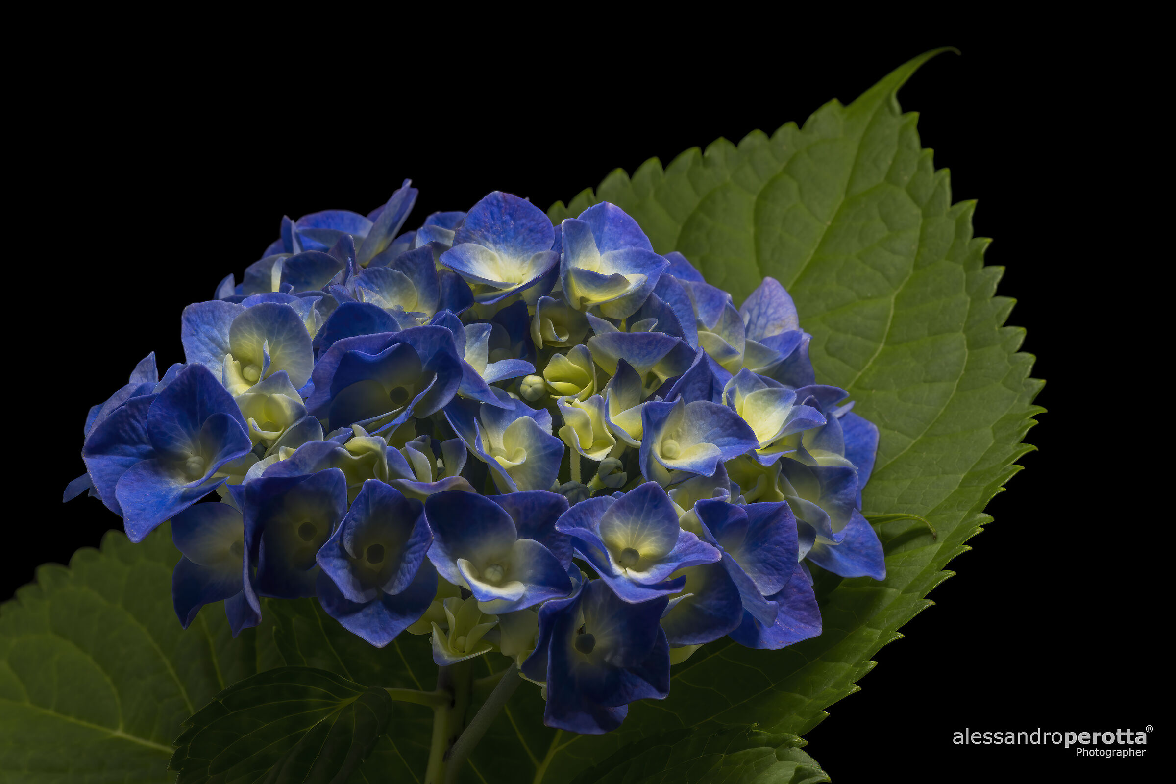 Hydrangea