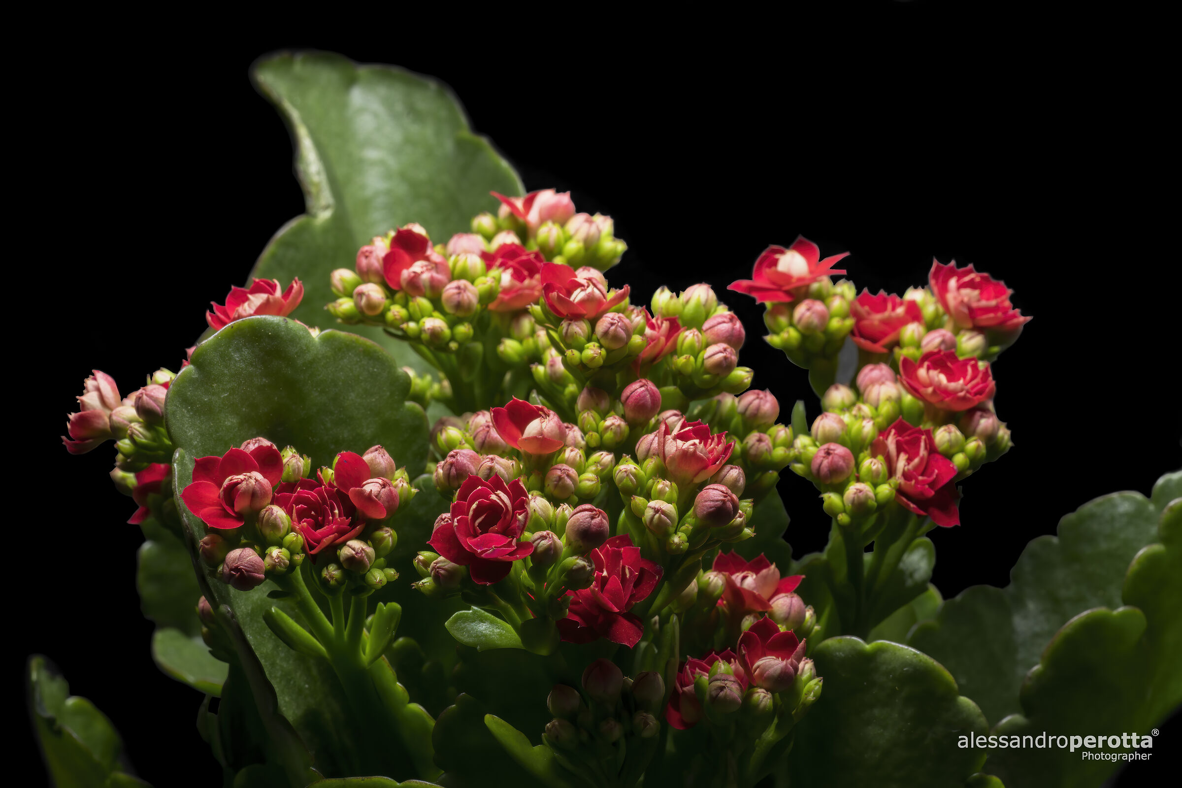 Kalanchoe blossfeldiana