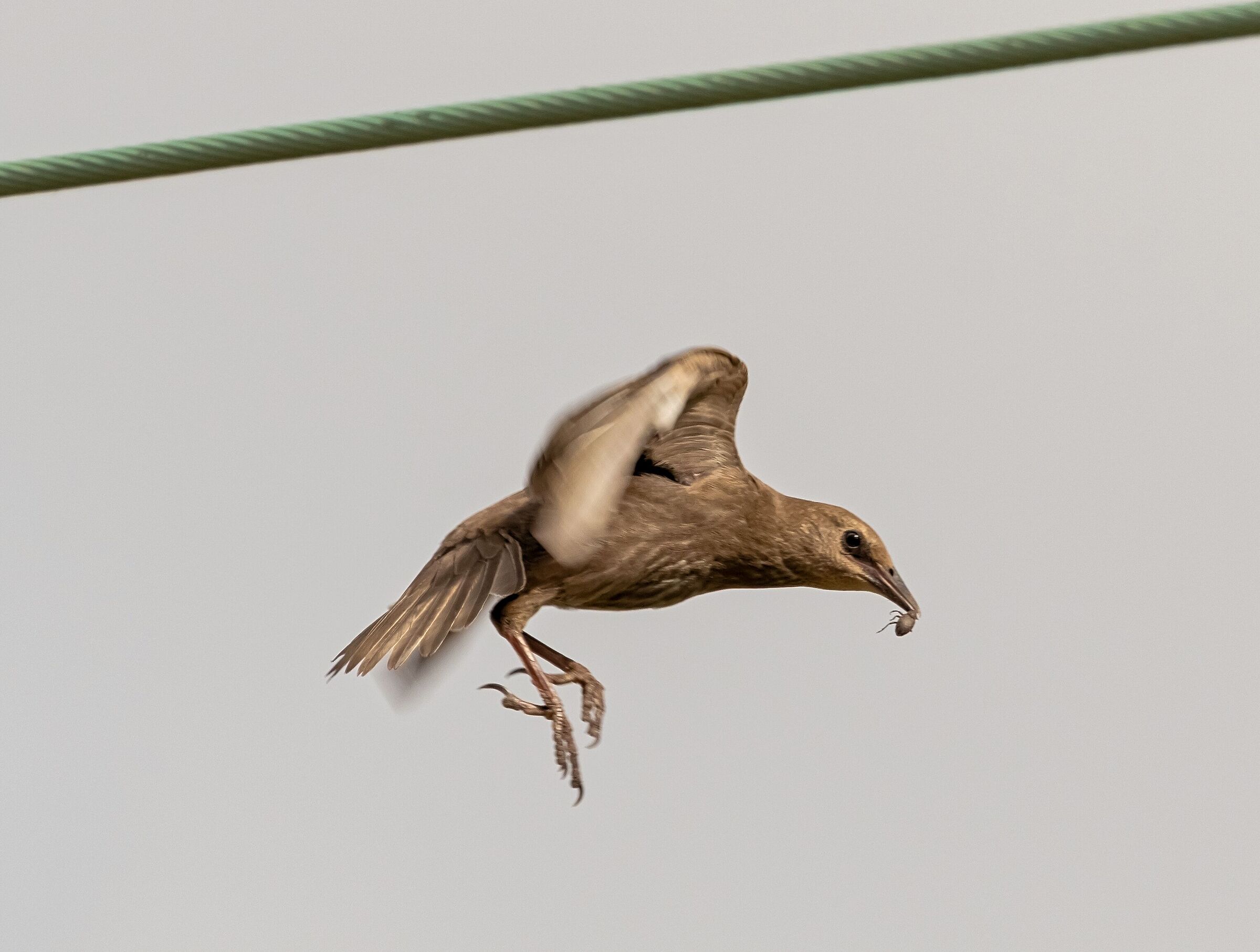 Female starling in flight with prey 21/06/2021