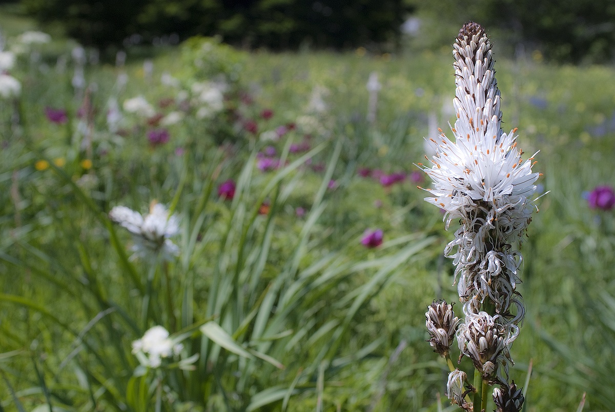 asfodelo - monti Sibillini