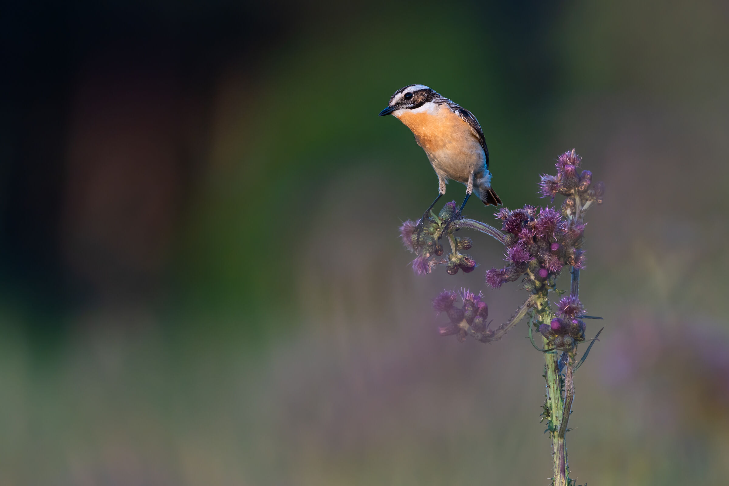 Whinchat (Saxicola rubetra)