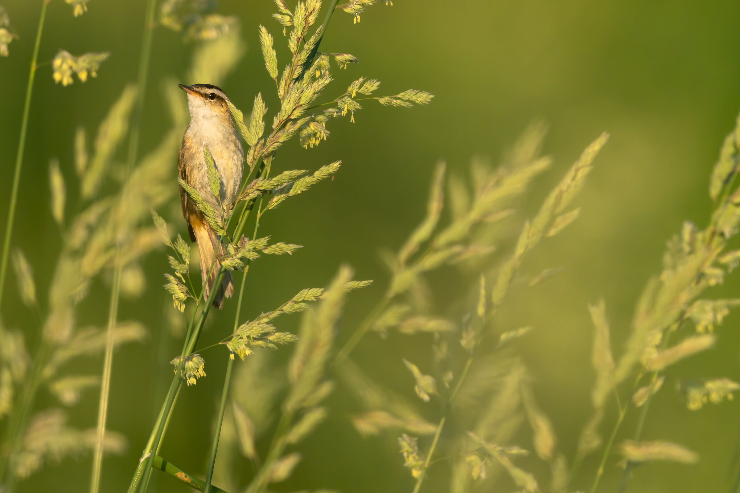 Sedge warbler (Acrocephalus schoenobaenus)