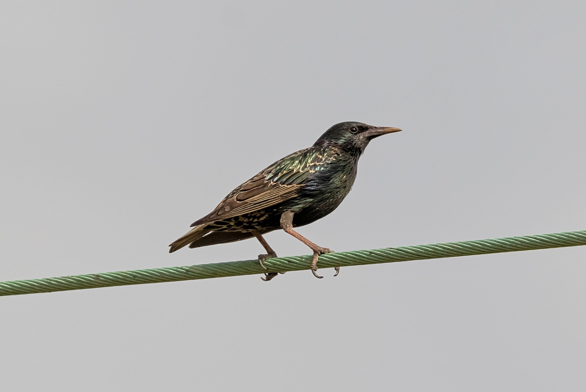 Male starling on electric cable 21/06/2021