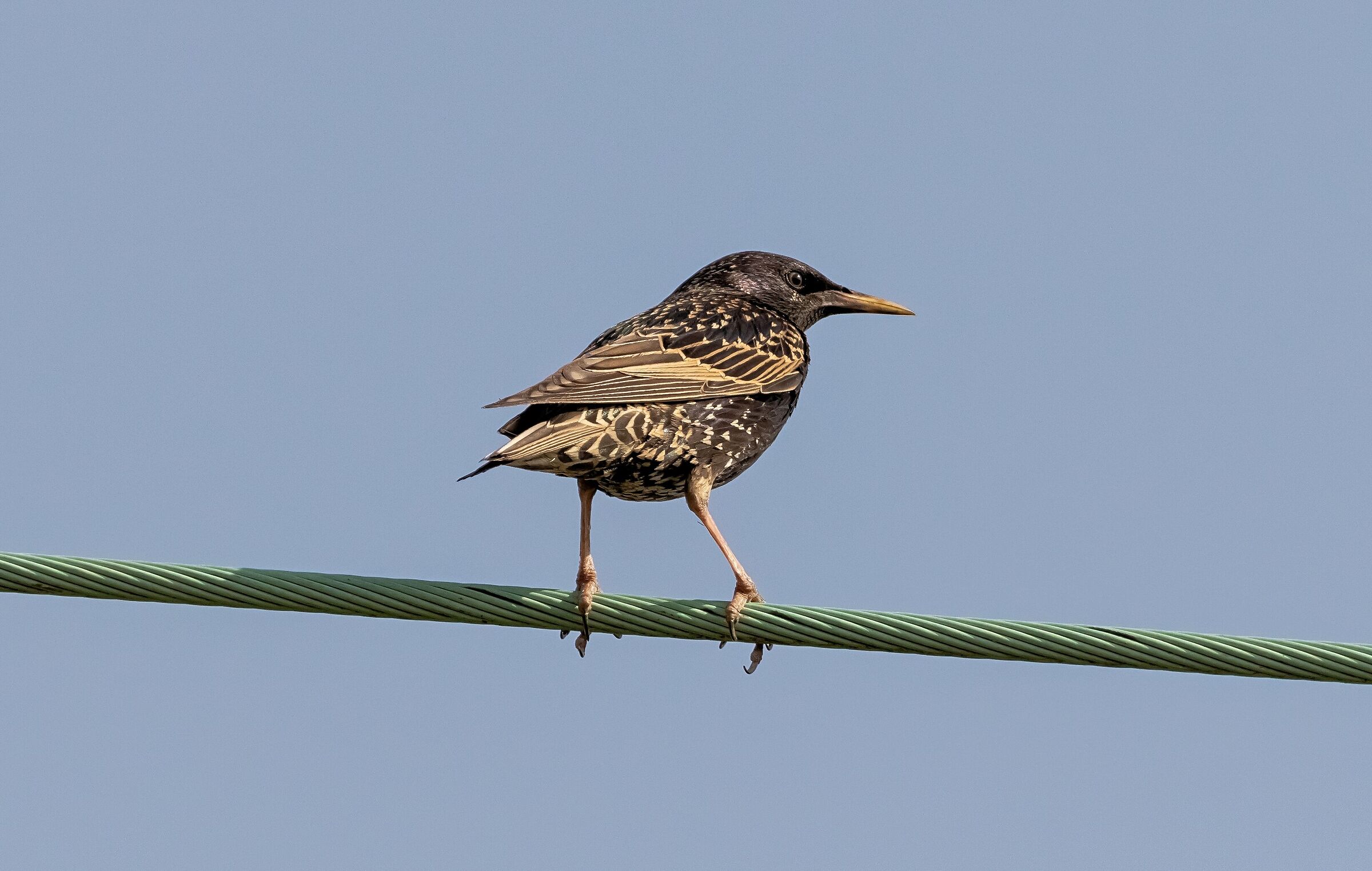 Male starling on electric cable 21/06/2021